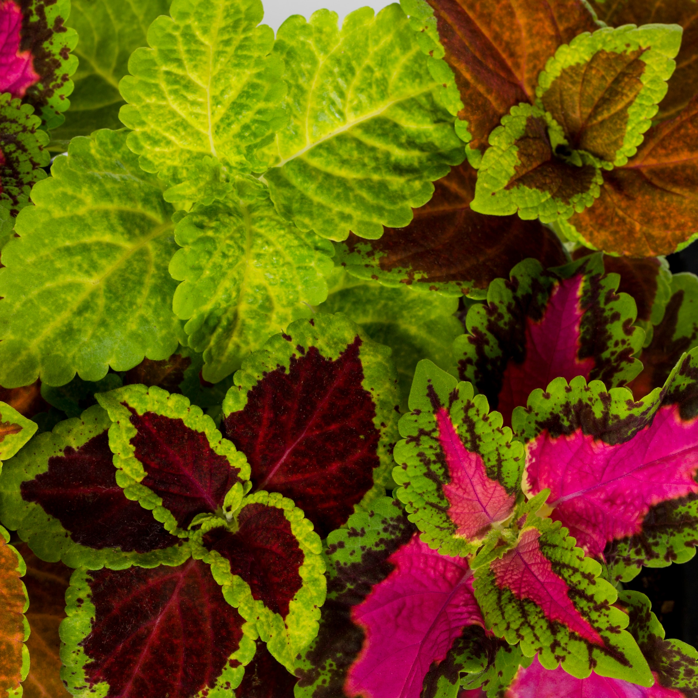 Lowe's NURSERY annuals - View #4
