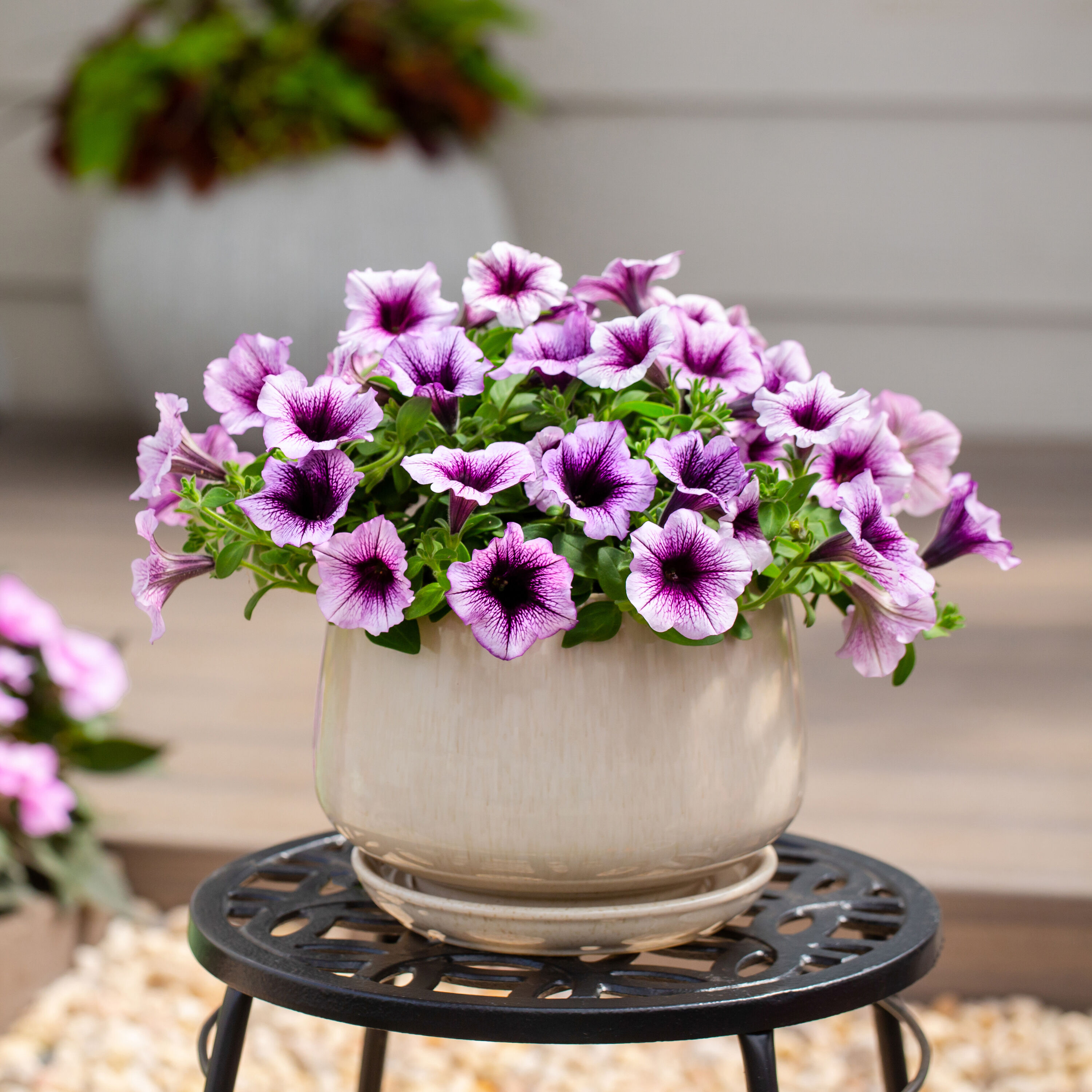 Proven Winners 4478 annuals - View #4