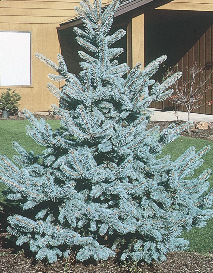  NURSERY 7.96-Gallon Insignificant Feature Tree Bakeri Spruce