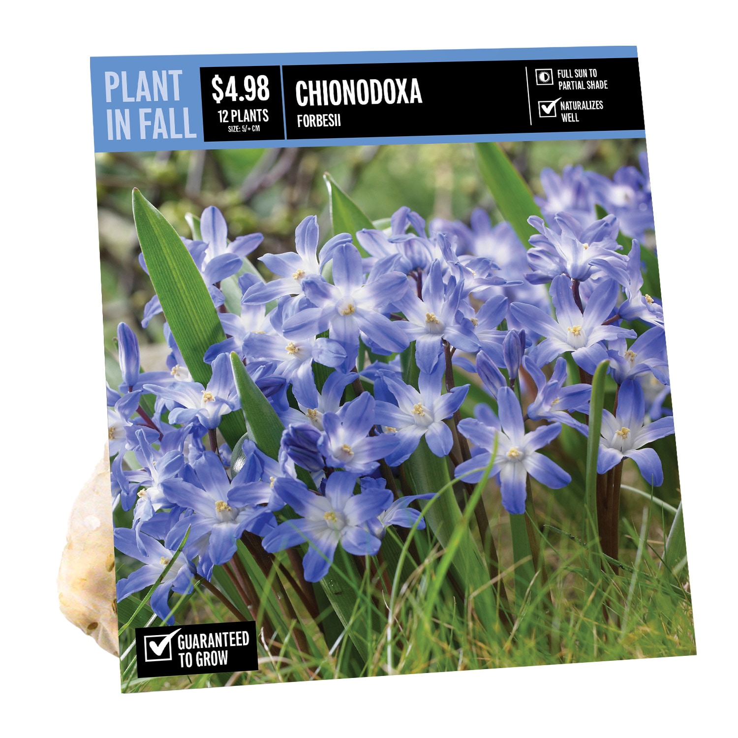  NURSERY CHIONODOXA FORBESII PBS
