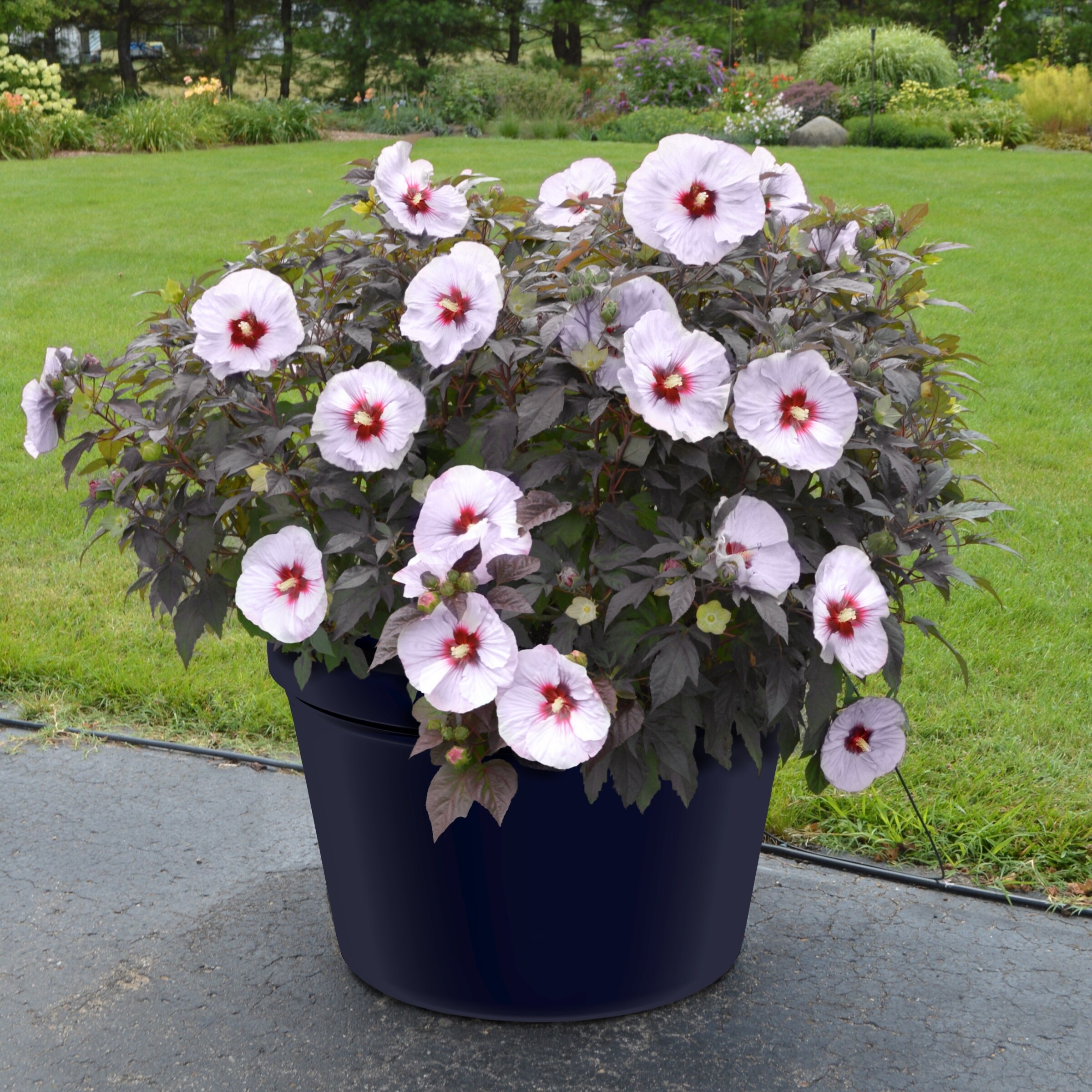 National Plant Network LW1539 perennials - View #3