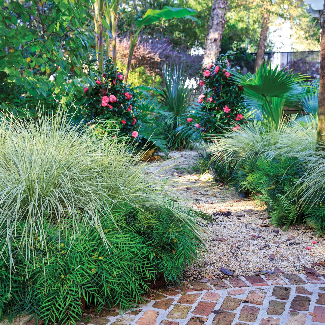 Southern Living Plant Collection 1879Q-1 Ornamental-Grasses - View #7