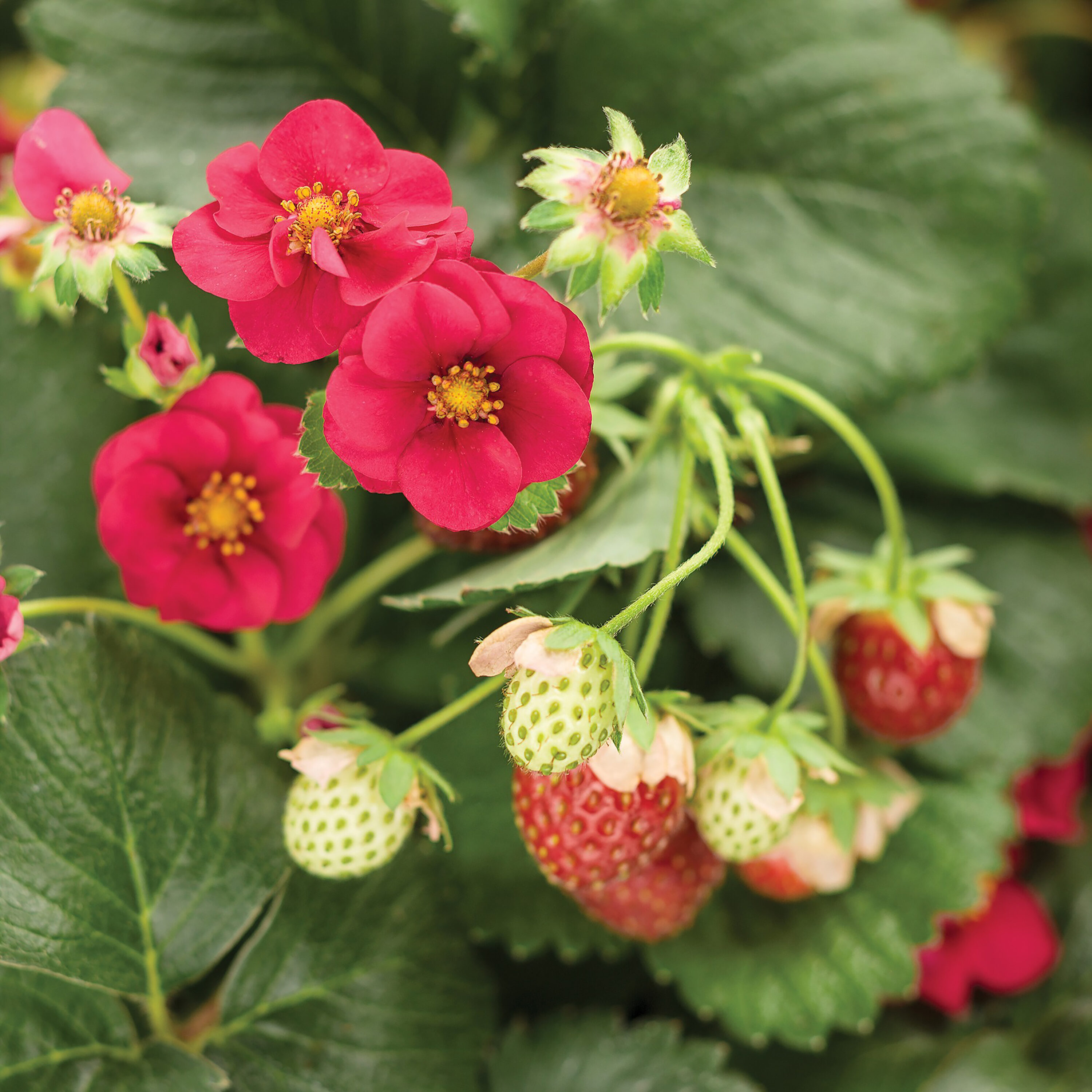 Proven Winners VEGPRW1037504 Strawberry Plant Pot 4-Pack Blooms in Spring To Fall