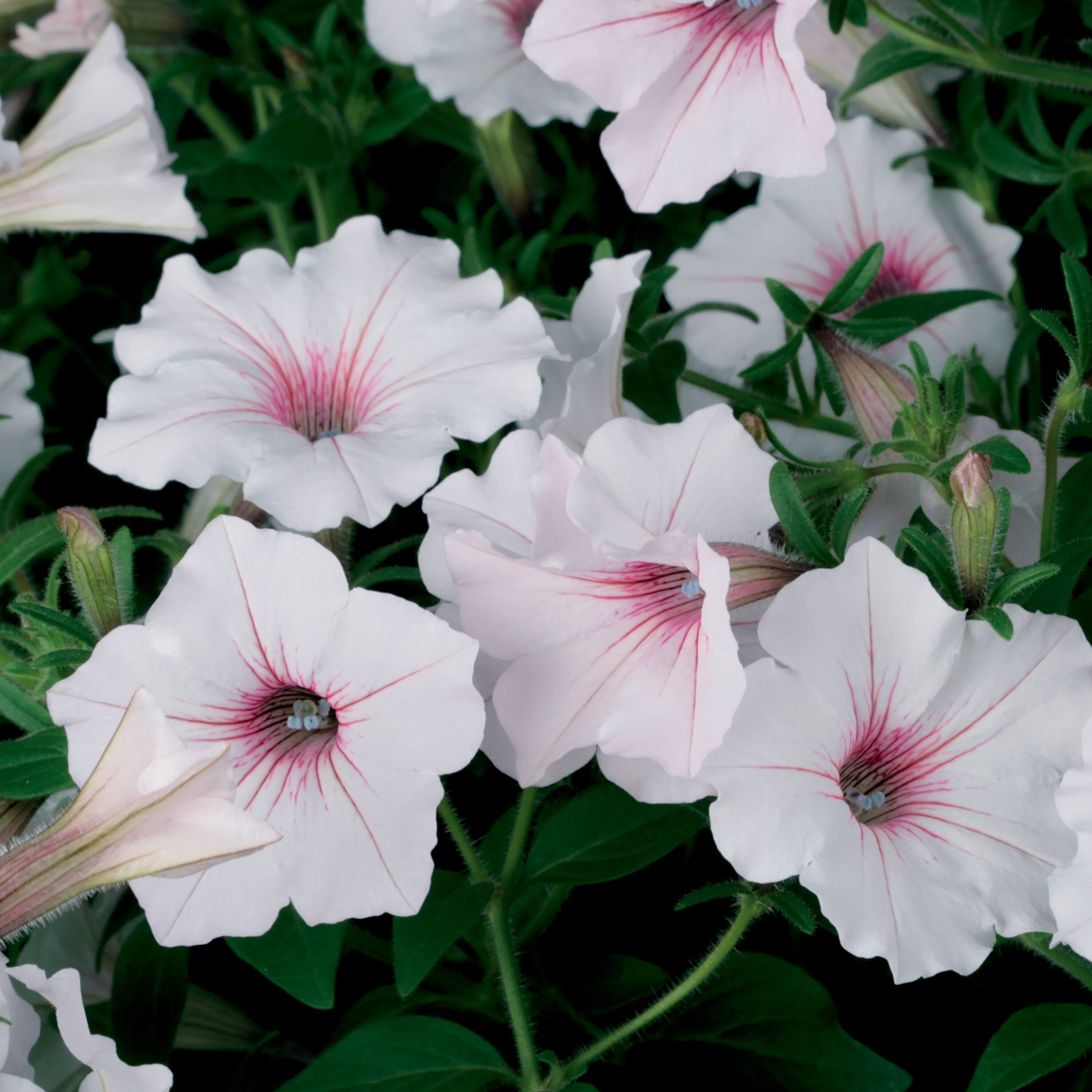 Proven Winners SUPPRW4027504 annuals - View #5