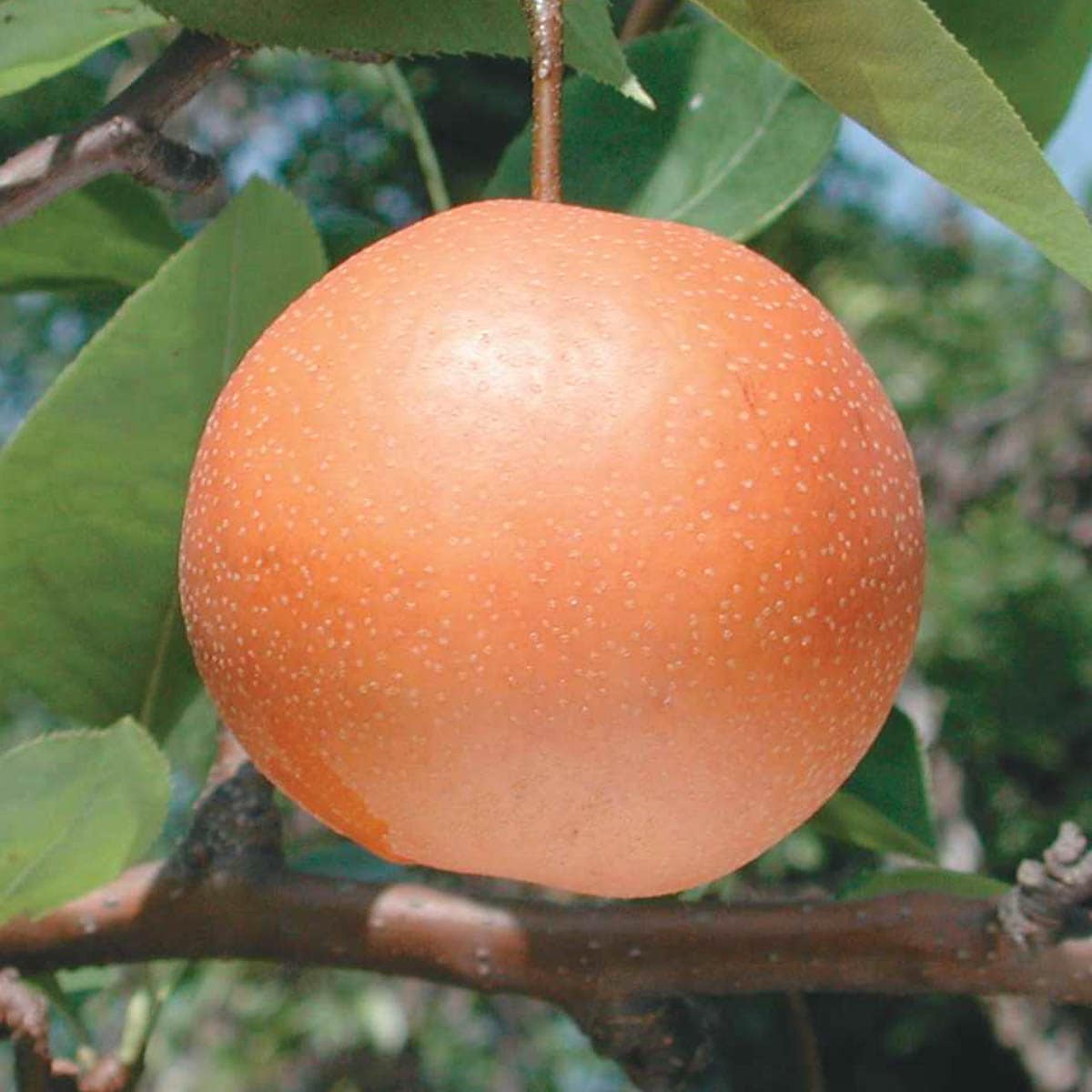 Gurneys Seed And Nursery Fruit Tree Chojuro Standard Pear Dormant Starter Bareroot In The Trees