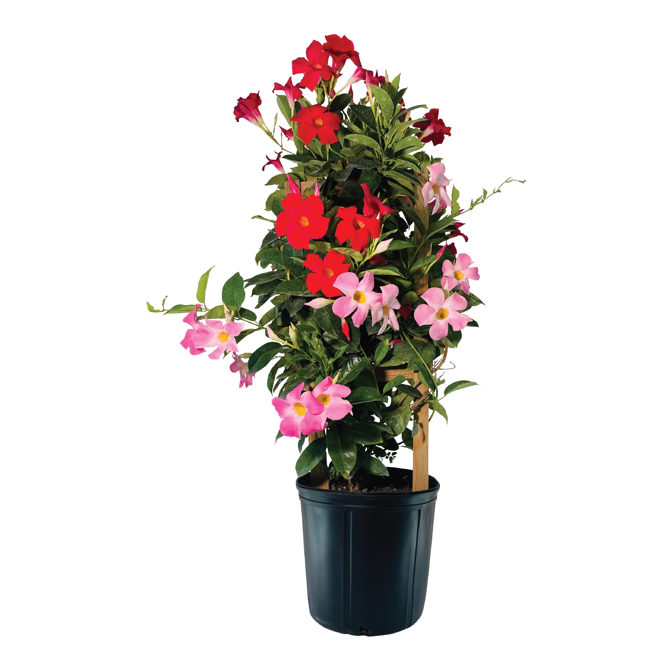 Nature's Way Farms - 1.72 -Gallon Mandevilla Trellis Flowering Shrub with Multicolor Blooms 1 -Pack