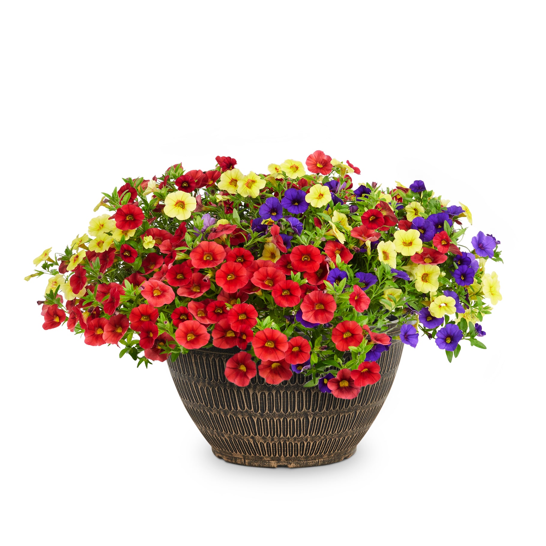Lowe's NURSERY annuals - View #3