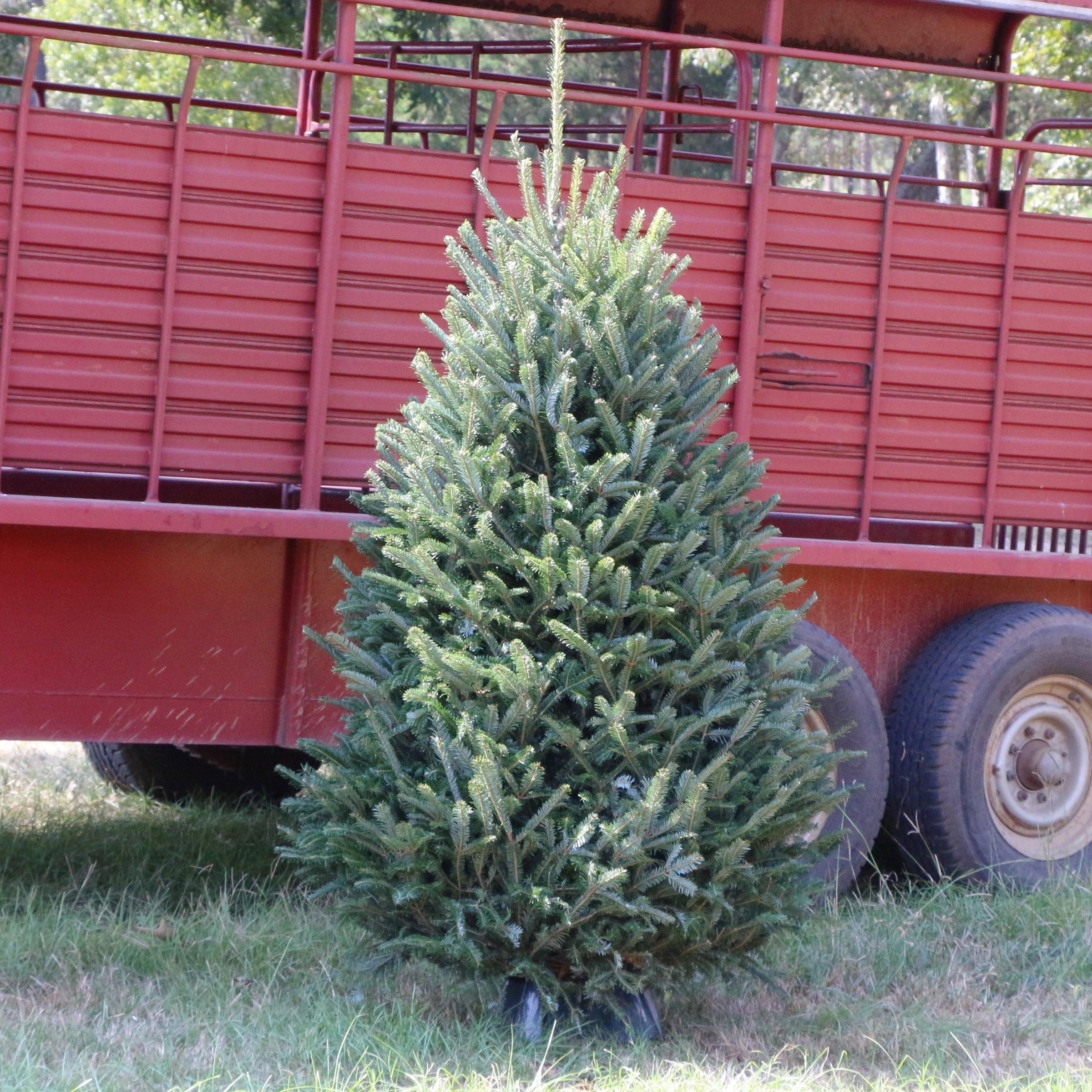 National Plant Network 65 Ft X 3 Ft Fraser Fir Full Real Christmas Tree Lw9000 At 7949