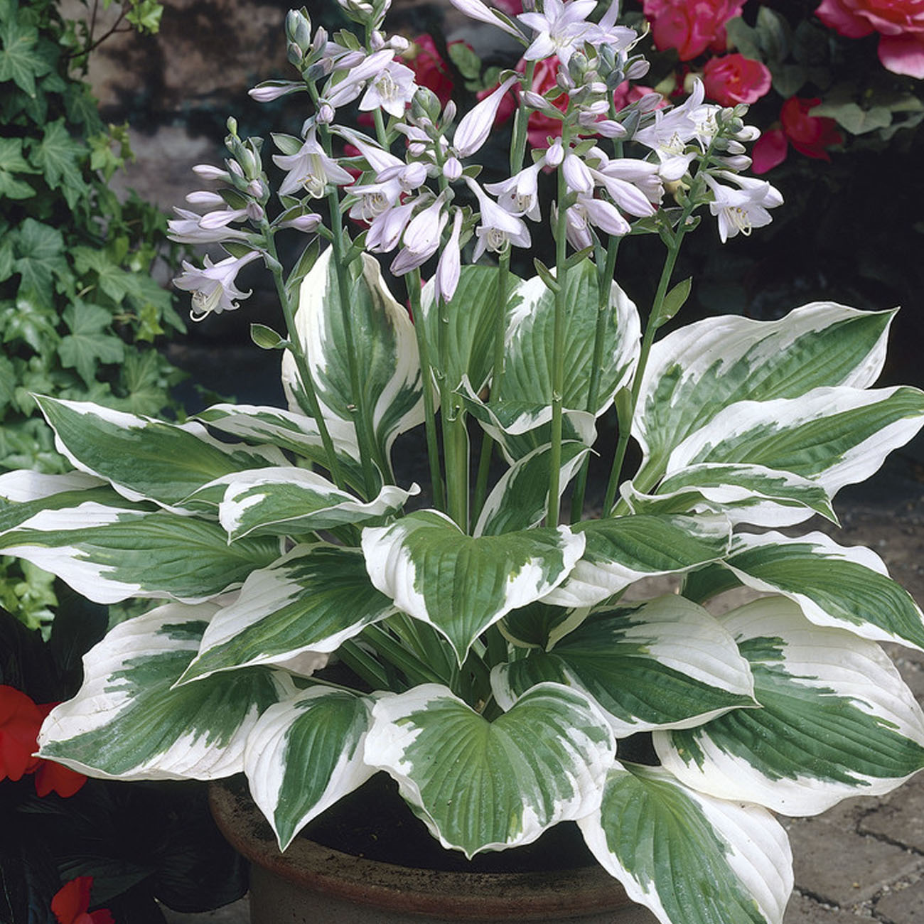 Van Zyverden 83791 Plant-Bulbs - View #3