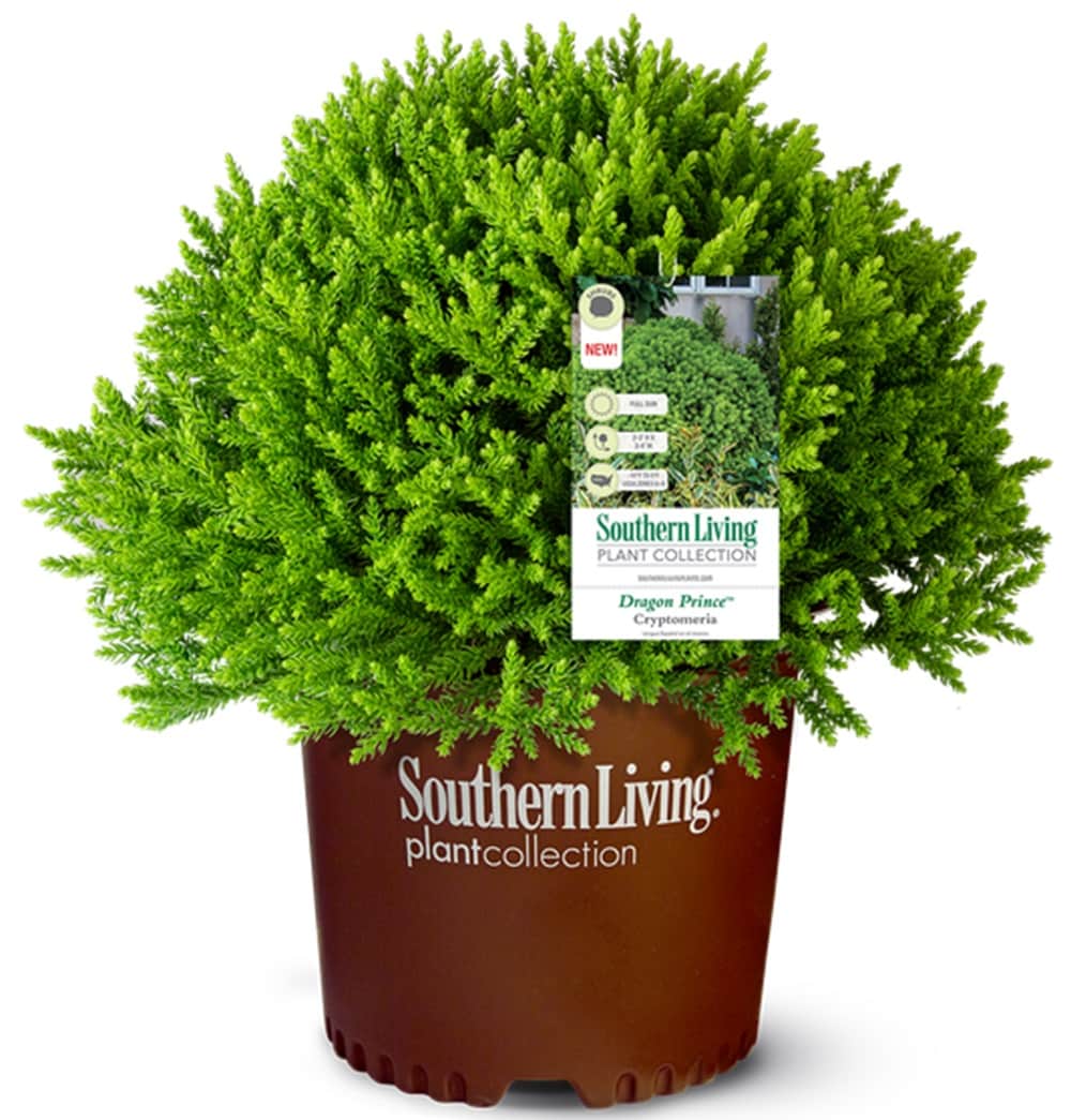 Southern Living Plant Collection - 2.5 -Quart Dragon Prince Cryptomeria Foundation/Hedge Shrub 1 ...
