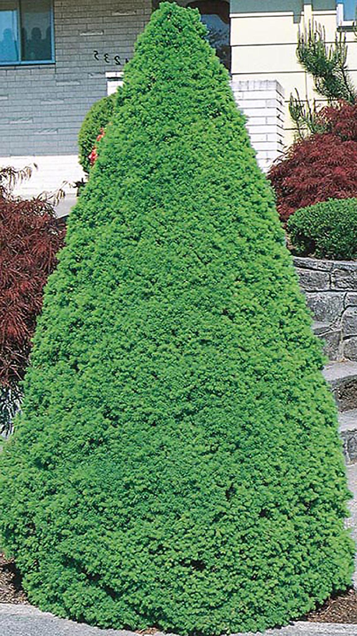 Lowe's NURSERY Dwarf Alberta Spruce Feature Shrub in 5 -Gallon Pot
