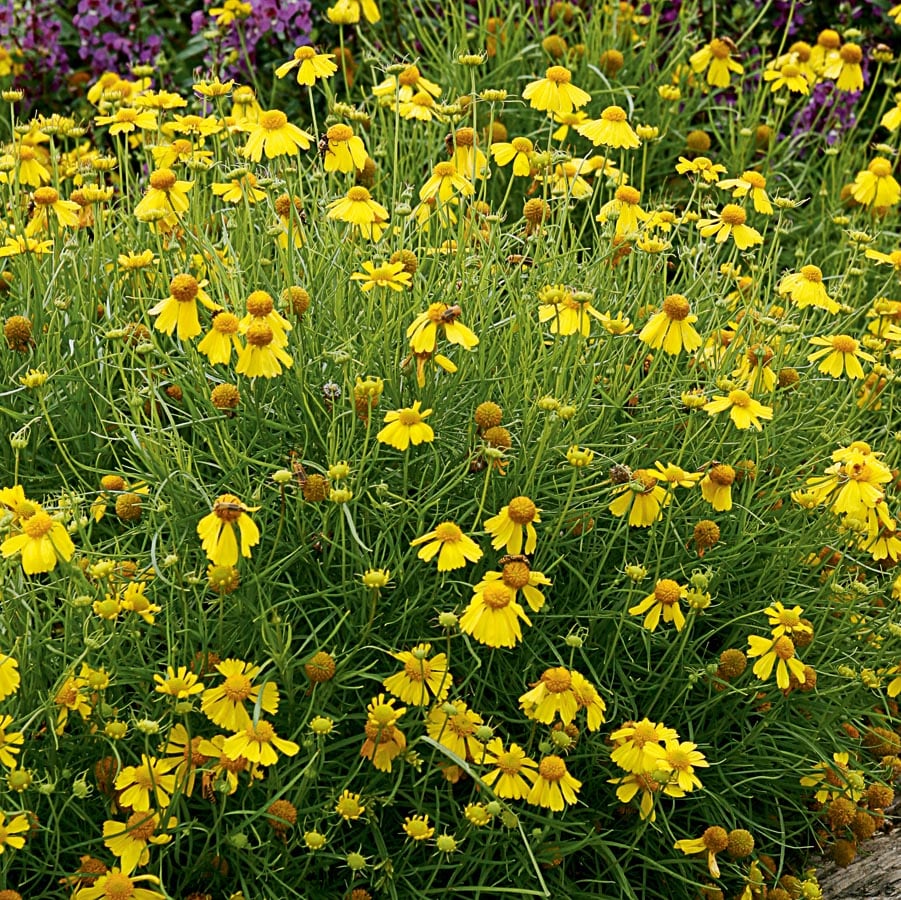 Lowe's NURSERY Yellow Dakota Gold Helenium in 2.5-Quart Pot
