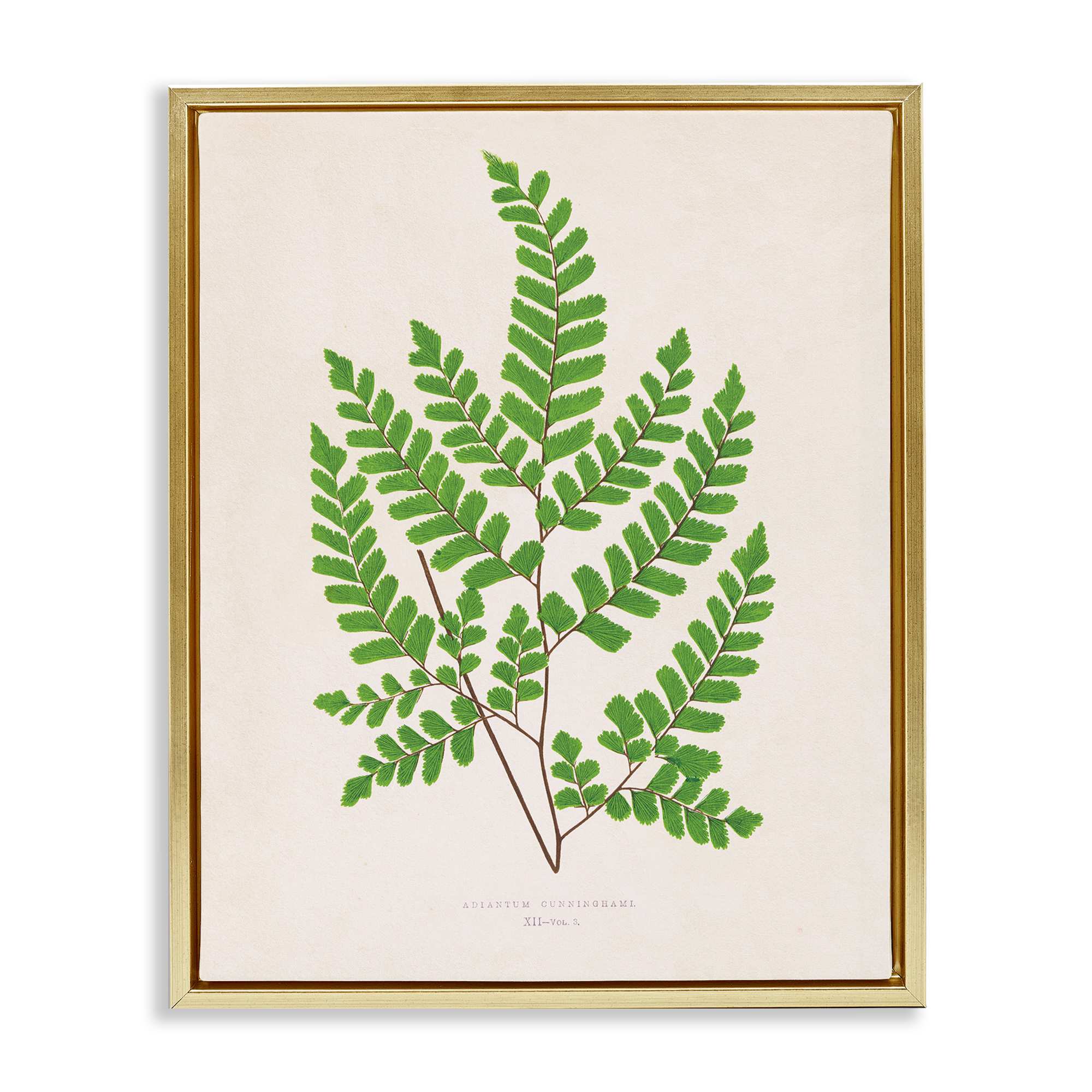 Stupell Industries BT-466-FFG-16X20 Woodland Sprigs Study Gold Framed Floater Canvas Wall Art By Phillipa Katz 17 x 21