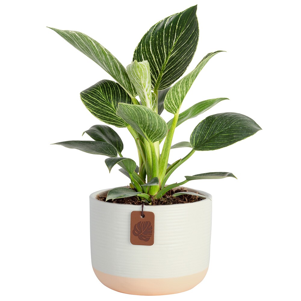 Trending Tropicals Philodendron Birkin House Plant In 6-in Pot In The 