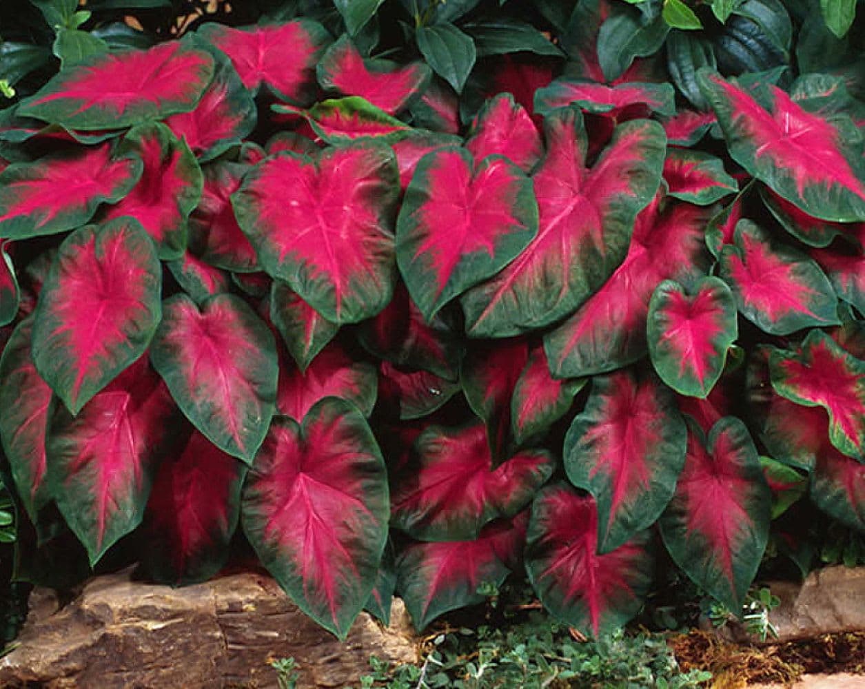 Hirt's Gardens - Caladium Fancy Frieda Hemple 3 Bulbs - Flame Red/Green