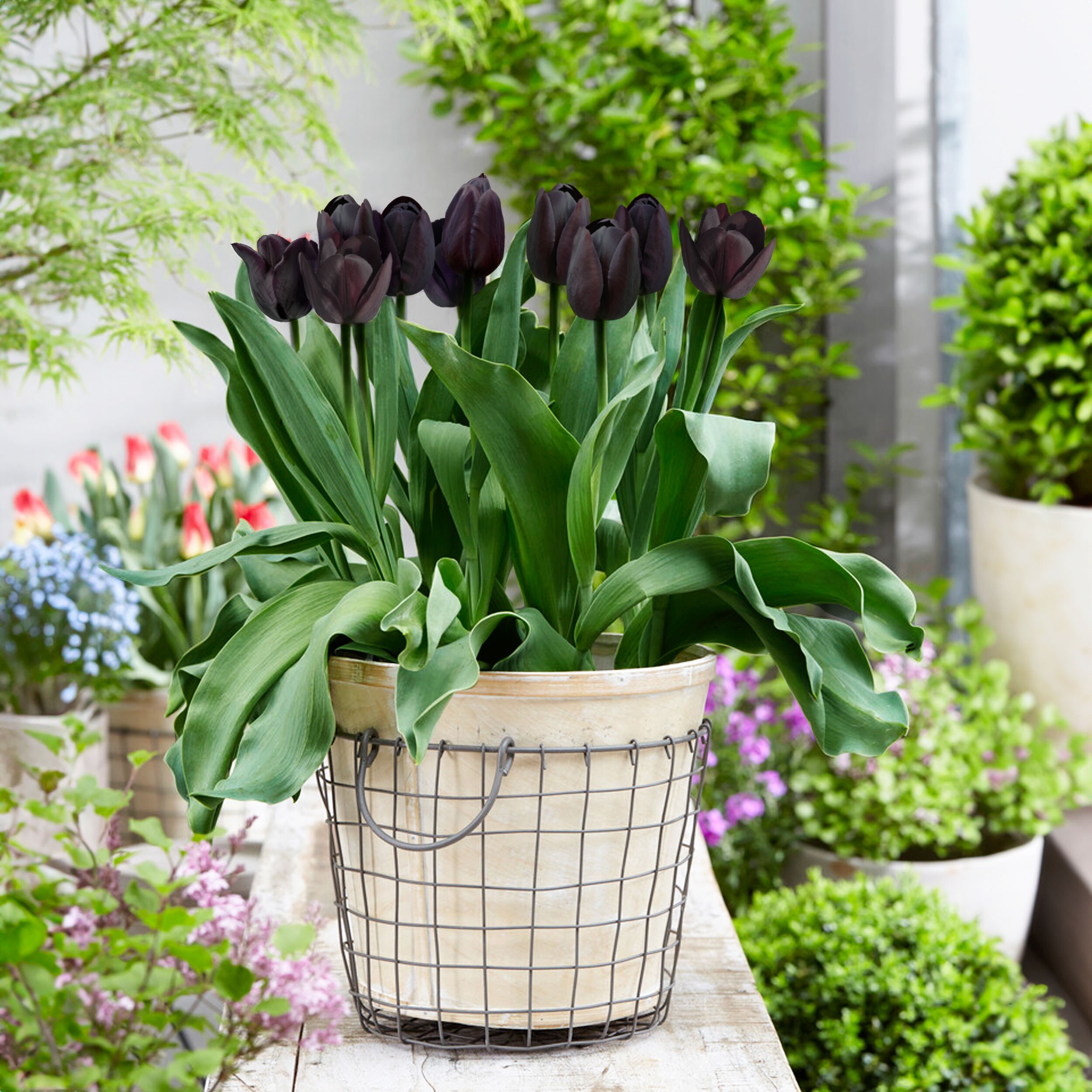 Garden State Bulb ECF-138-10-02 Plant-Bulbs - View #6