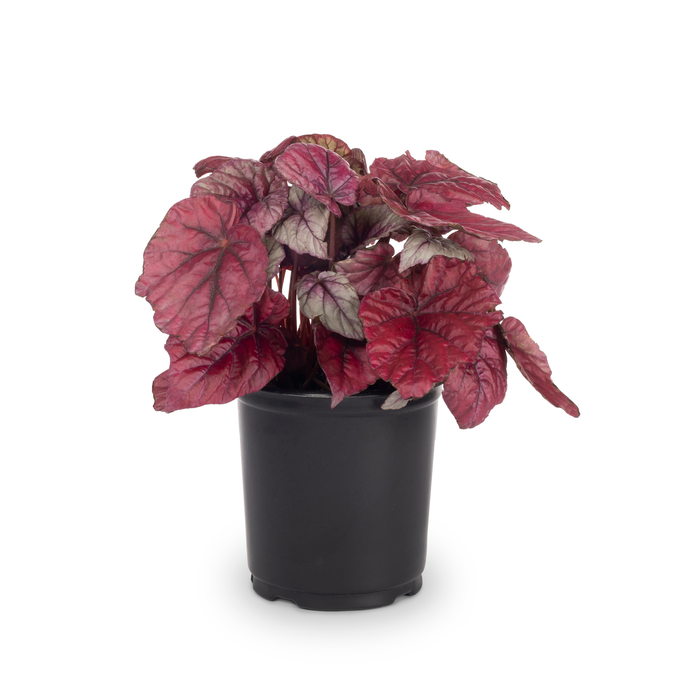 Lowe's NURSERY Red Begonia in 2.5 Quart(s) Pot 1 -Pack