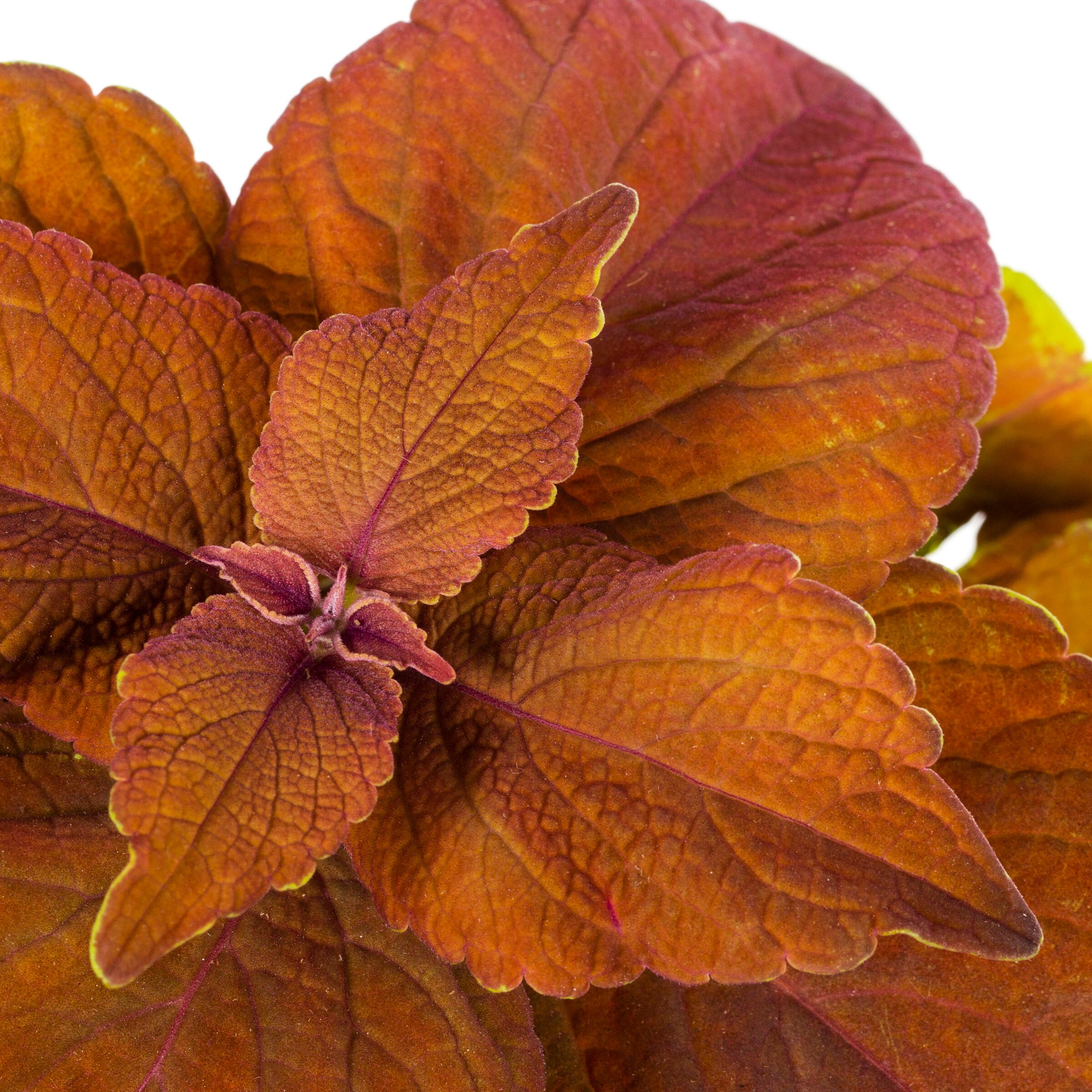 Lowe's NURSERY annuals - View #8