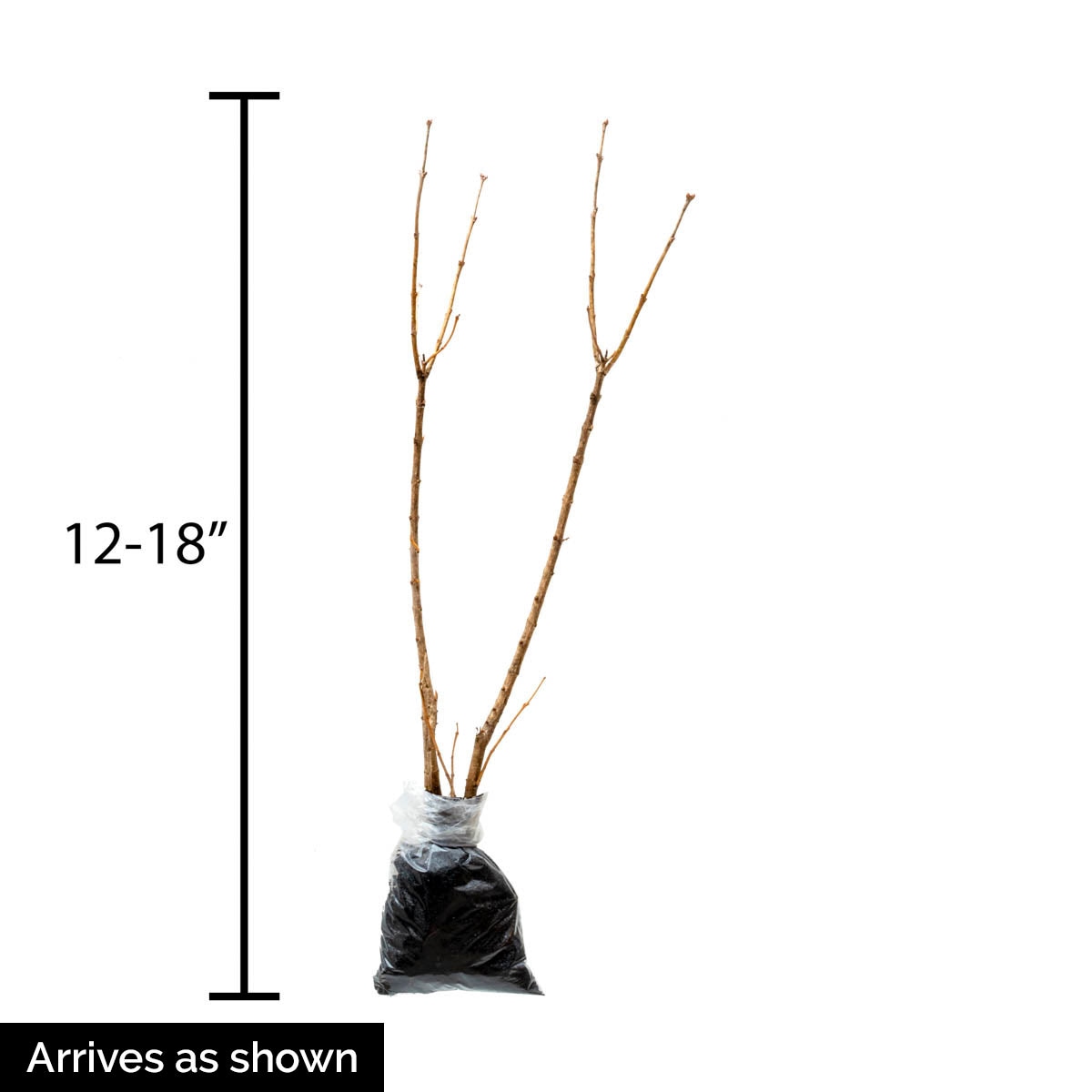 Gurney's Seed and Nursery 90897 shrubs - View #4