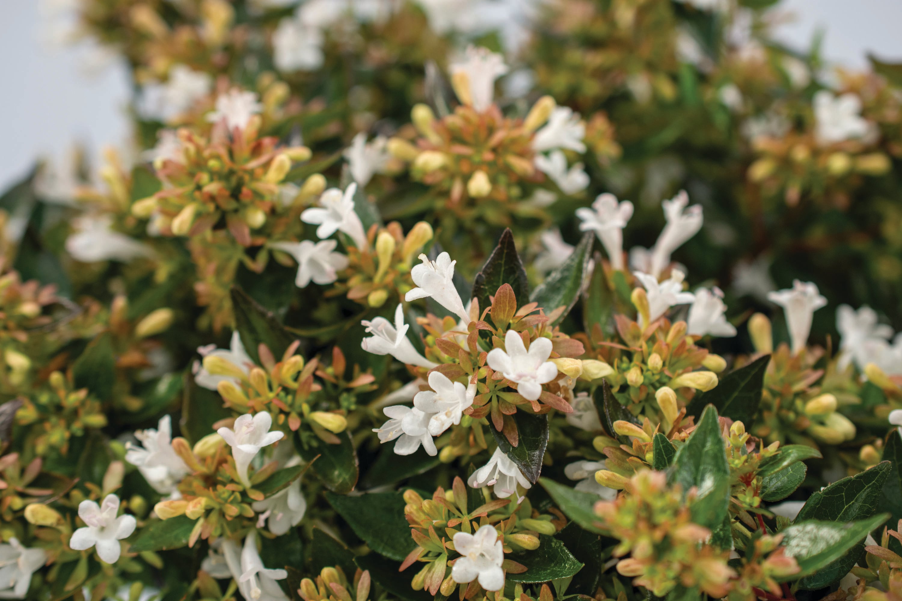 National Plant Network LW1673 shrubs - View #4