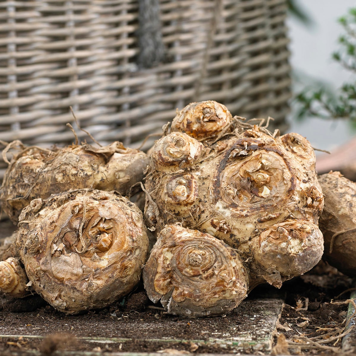 Van Zyverden 84114 Plant-Bulbs - View #3