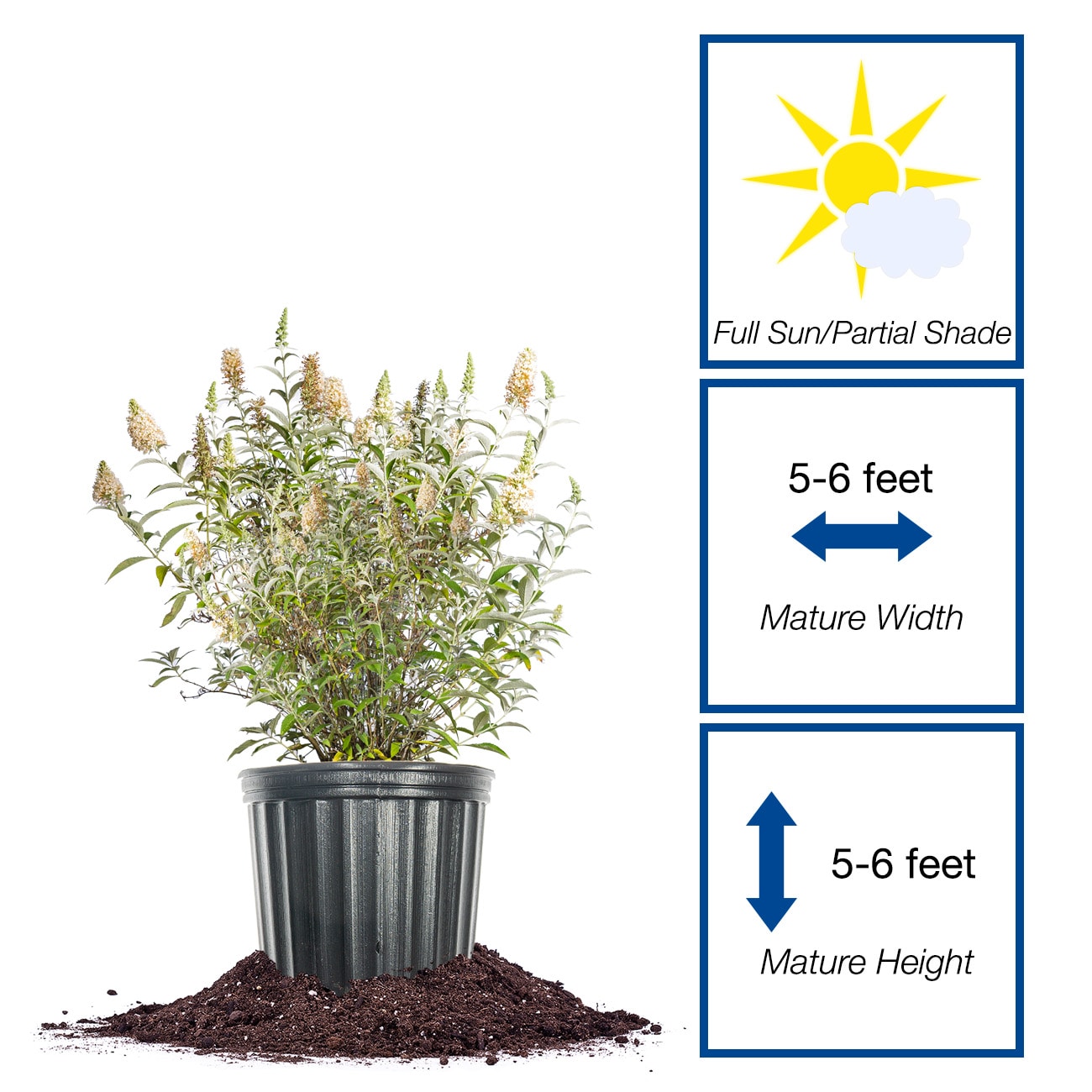 Perfect Plants LOWHITEPROFUSION1G shrubs - View #2