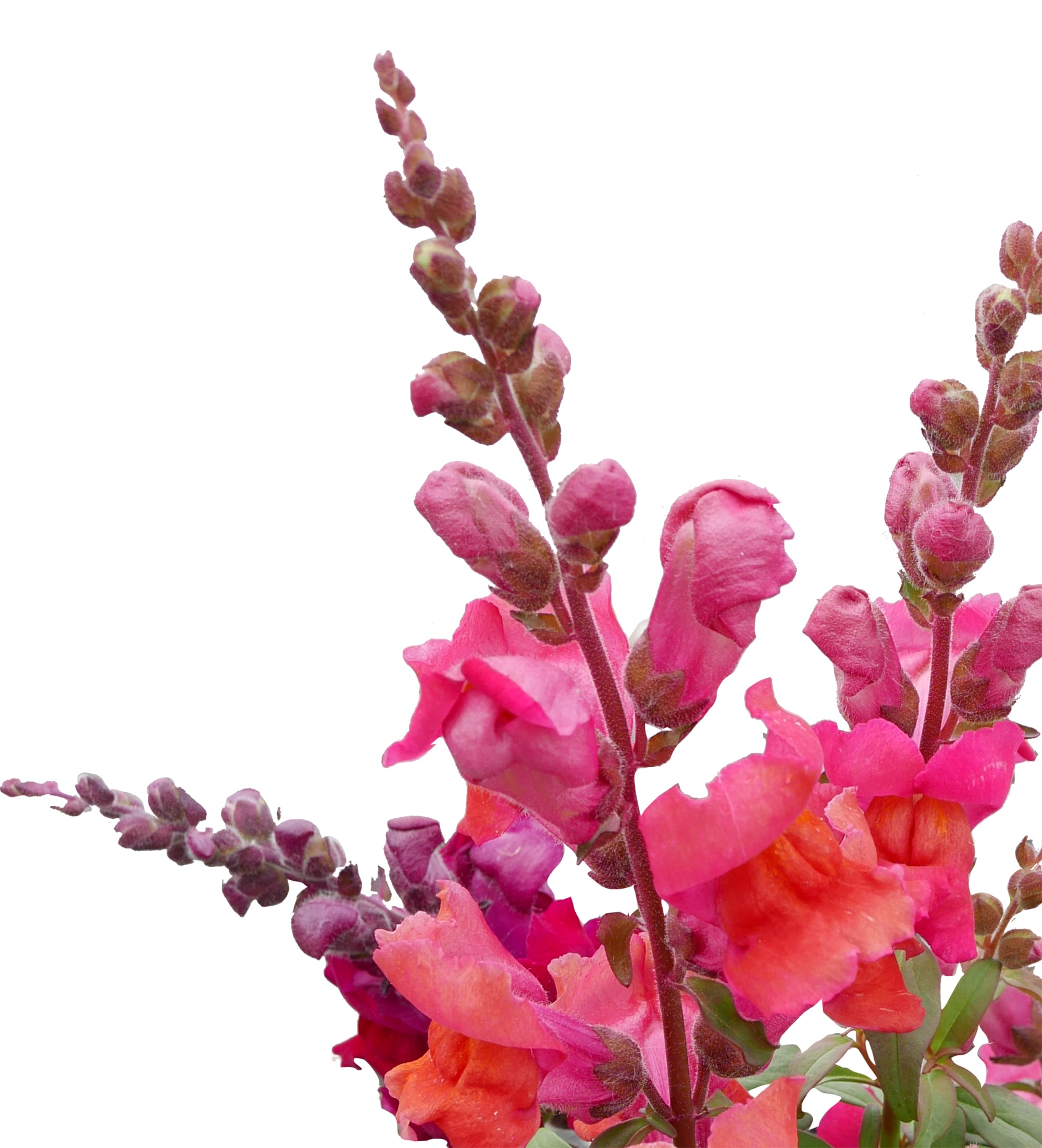  1844 annuals - View #9