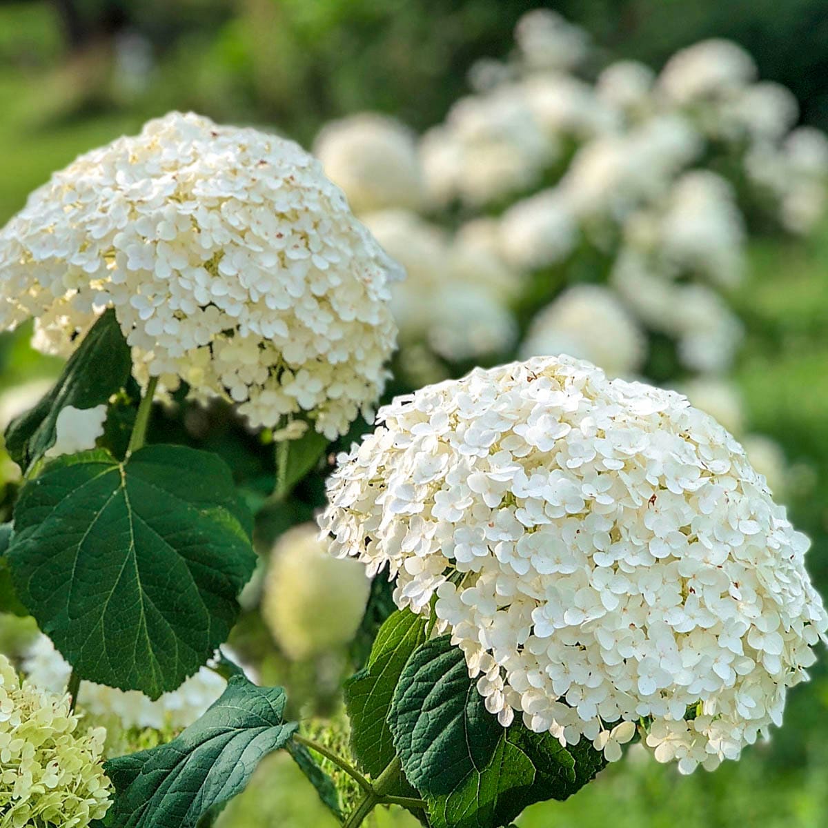 Image of Cluster of Annabelle hydrangea flowers