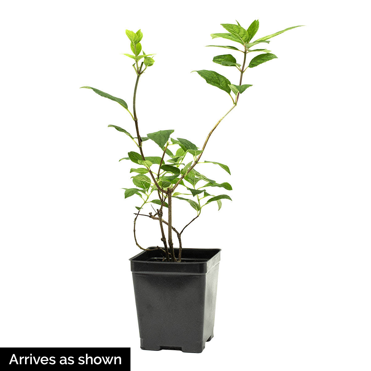 Spring Hill Nurseries 87519 shrubs - View #4