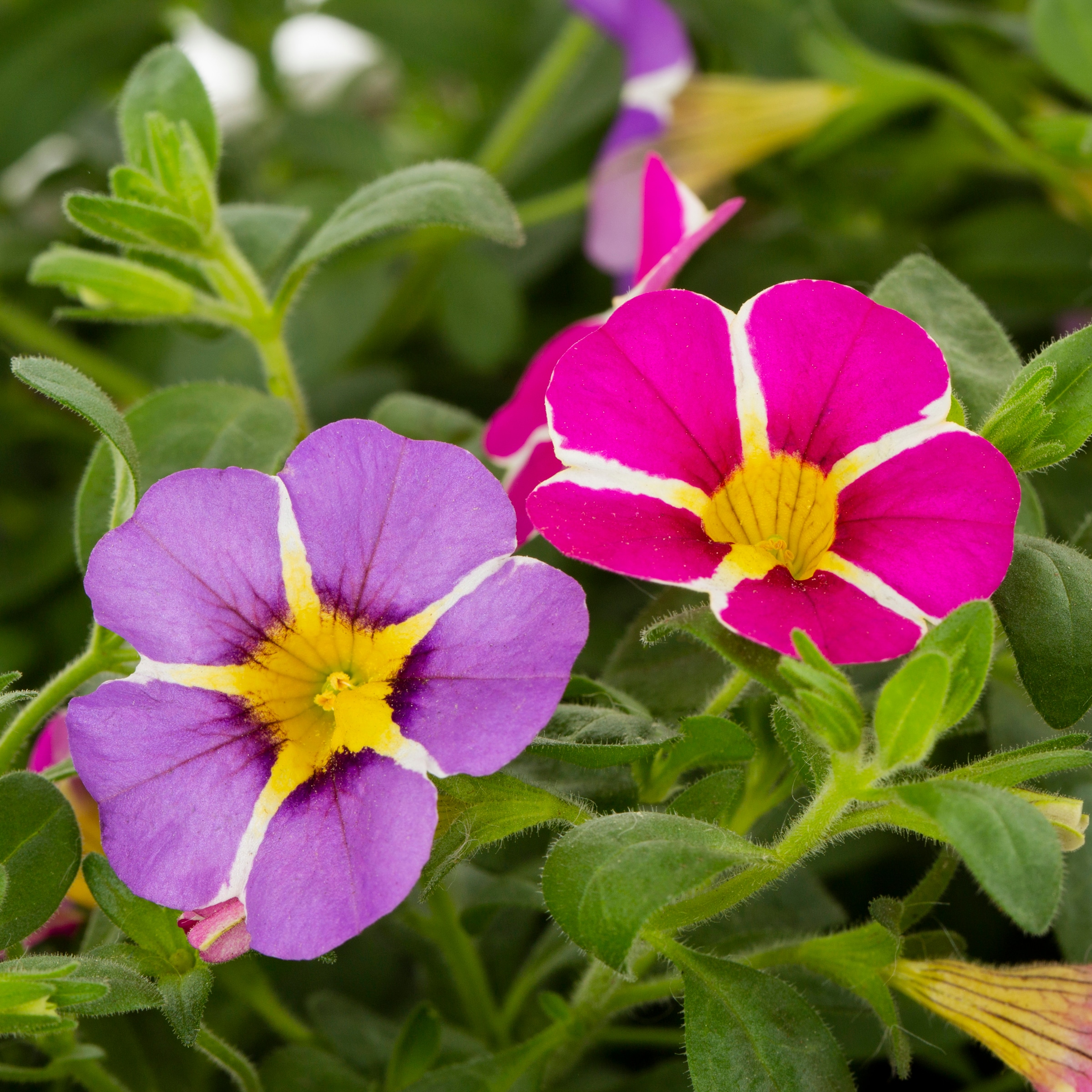 Lowe's NURSERY annuals - View #2