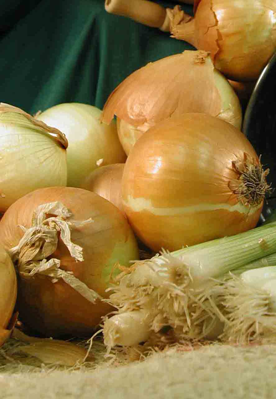  35.23920 No Flowers Stuttgarter Yellow Onion-Set Bulbs