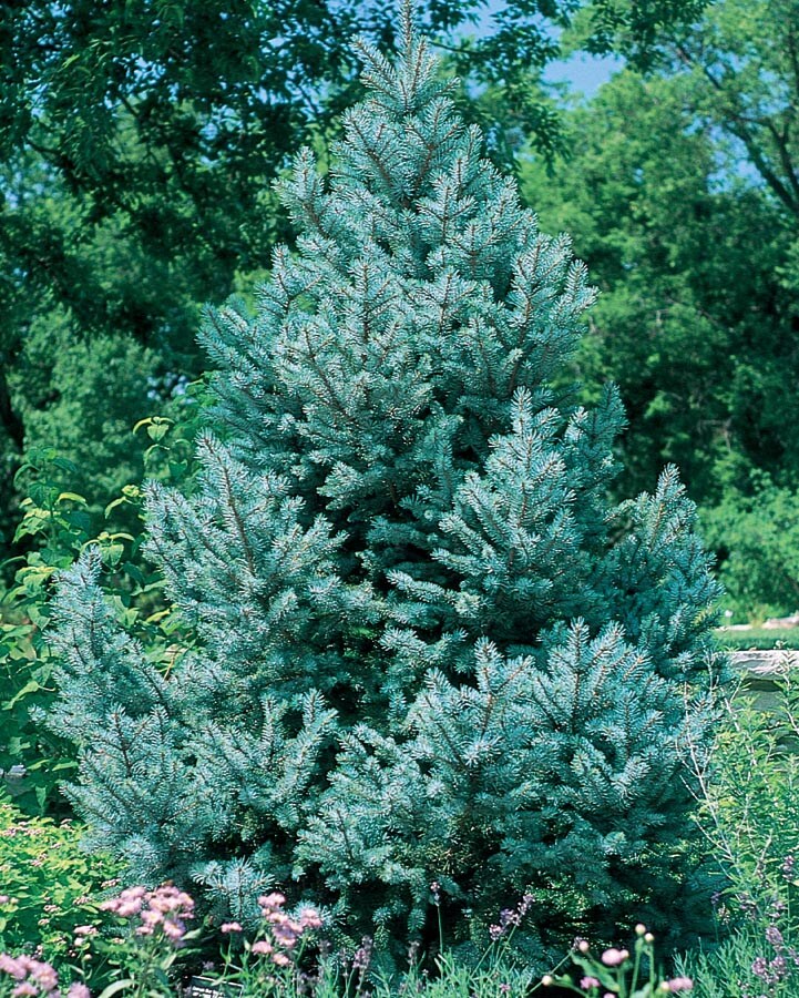  NURSERY 9.64-Gallon Feature Tree Fat Albert Spruce In Pot (With Soil)
