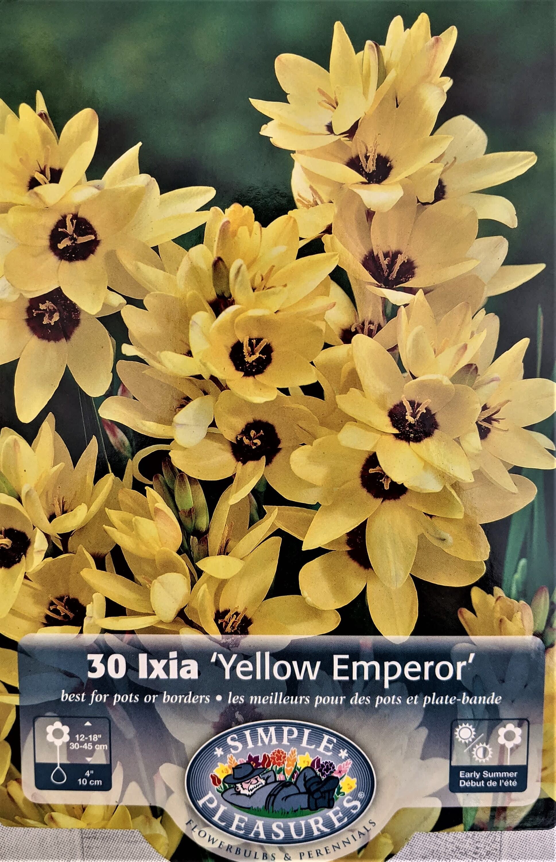 Hirt's Gardens - Yellow Emperor African Corn Lily 30 Bulbs - Ixia - 5 cm Bulbs