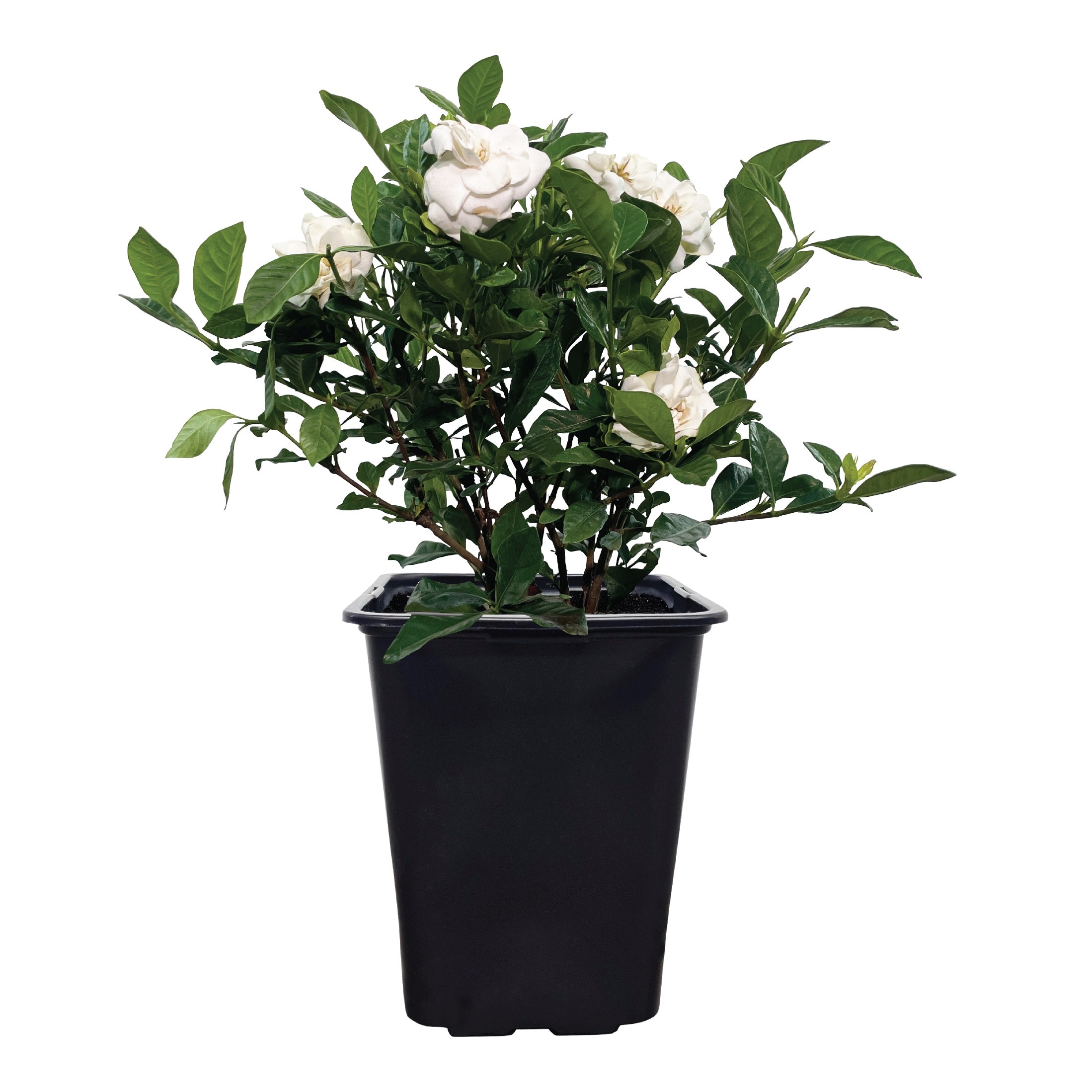 Nature's Way Farms - 2 -Quart Gardenia Veitchii Flowering Shrub with White Blooms 1 -Pack