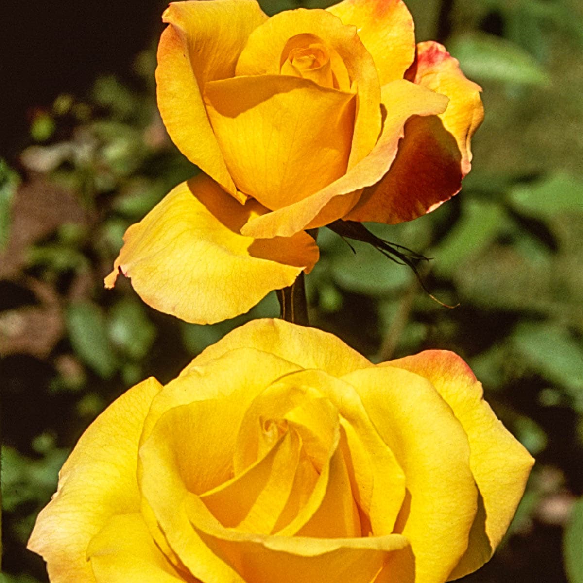 Spring Hill Nurseries 88135 roses - View #4
