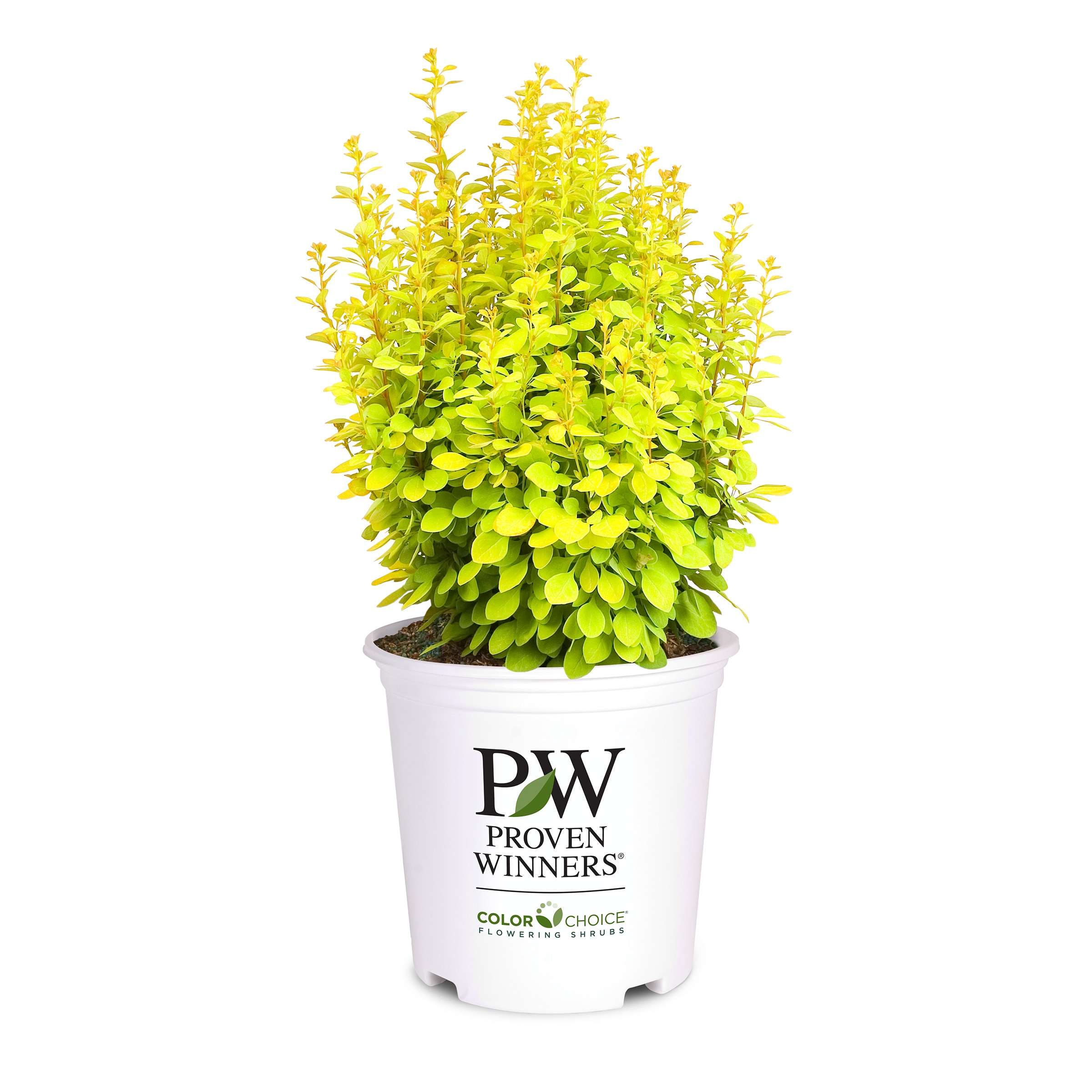 Proven Winners Yellow Proven Winners Sunjoy Gold Pillar Flowering