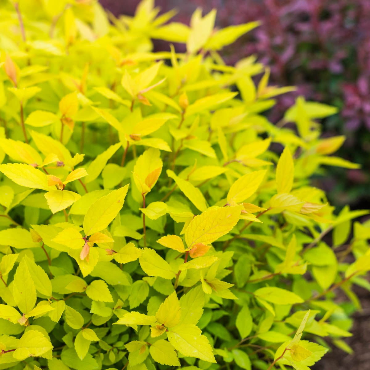 Direct Gardening 96495 Goldmound Spirea Pink Flowering Shrub in 1 -Pack Bare root 1 -Pack