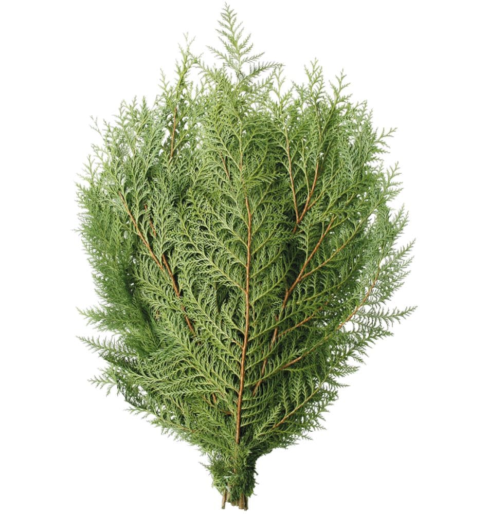 Pine Boughs Fresh Cut Tips 25pc 612 Evergreen Floral Crafts Wedding  Greenery Fragrant Decorative Branches Holiday Decor Free Shipping 