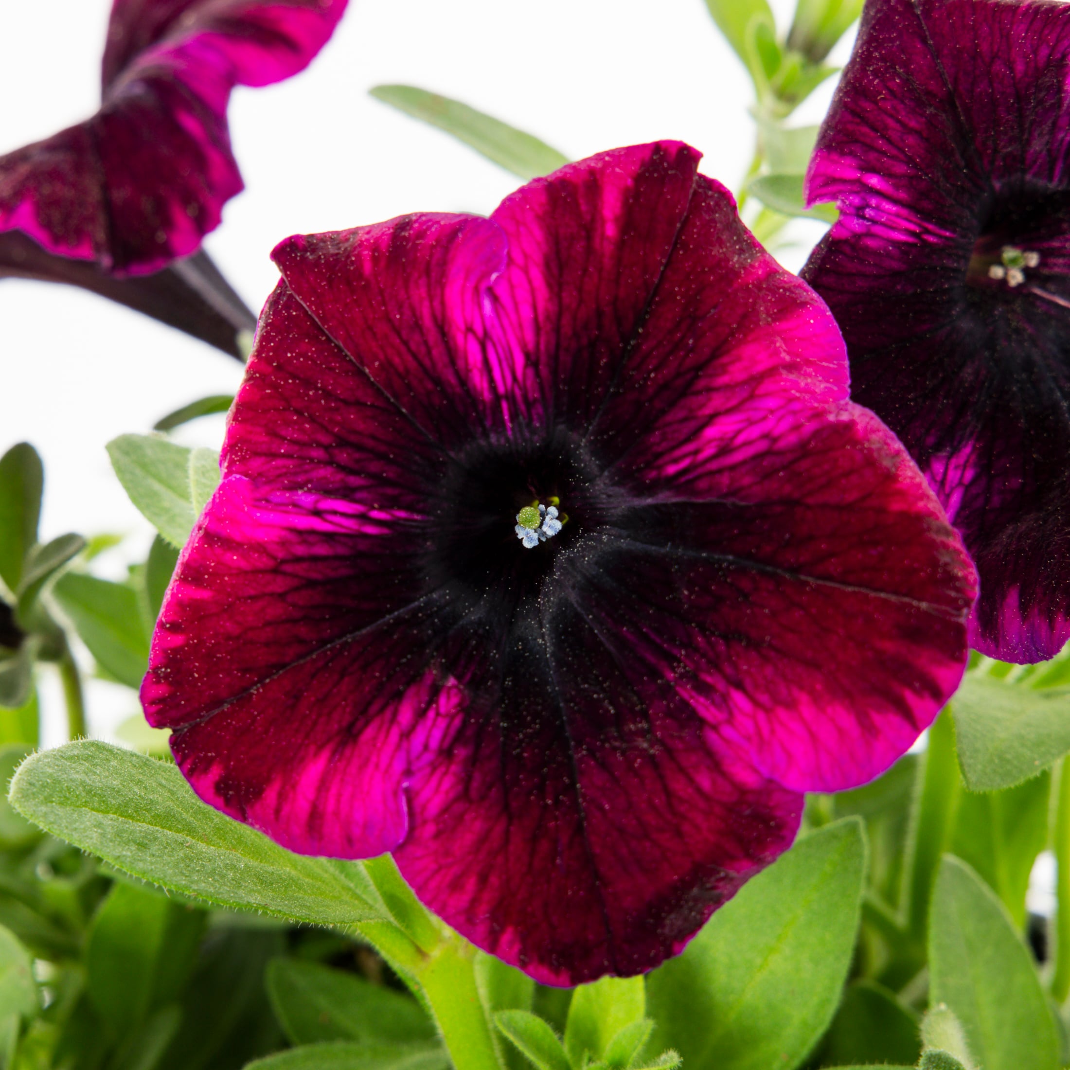 Lowe's NURSERY annuals - View #2