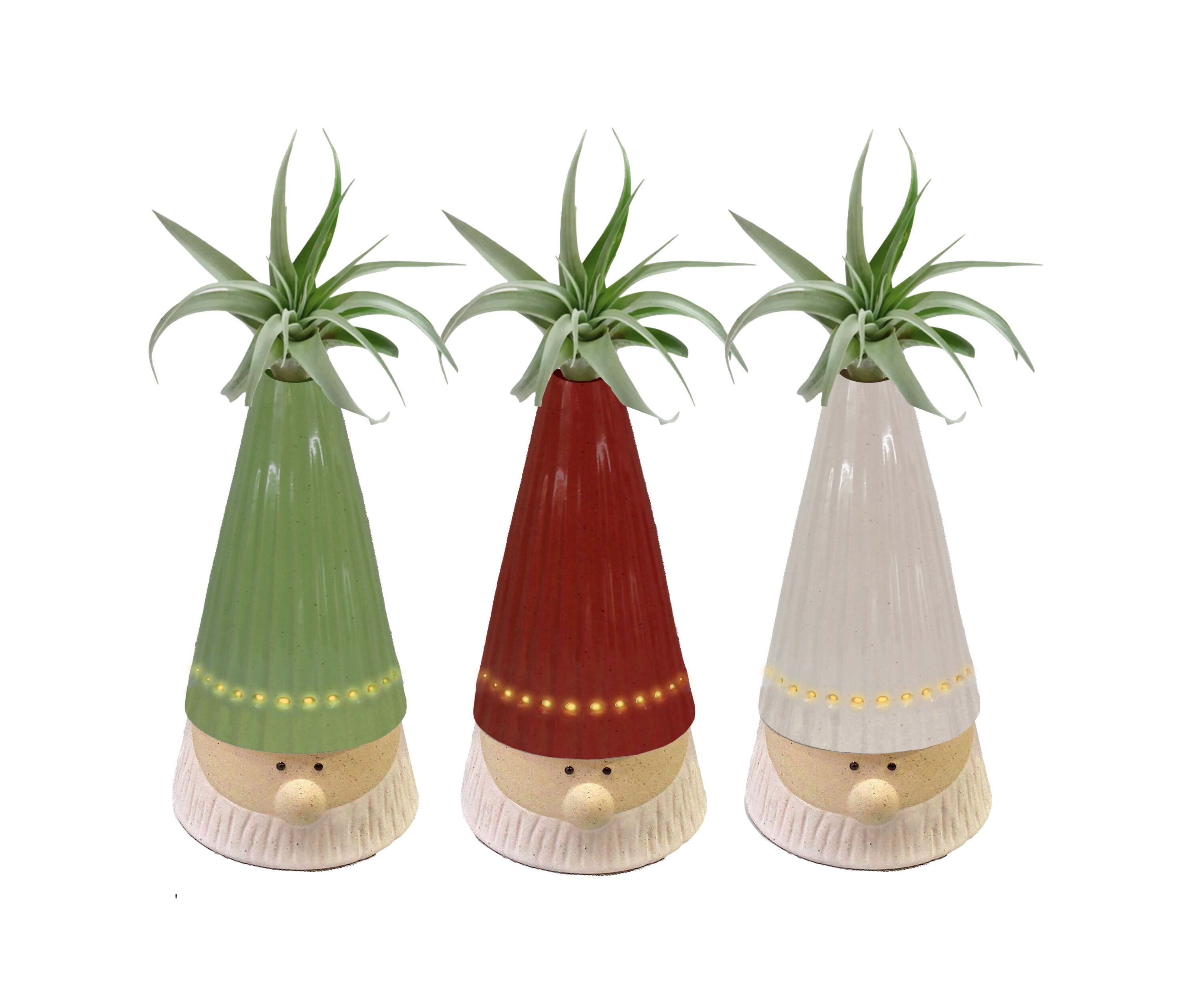 LiveTrends Gnome For The Holiday- Air Plant House Plant in 3-Pack
