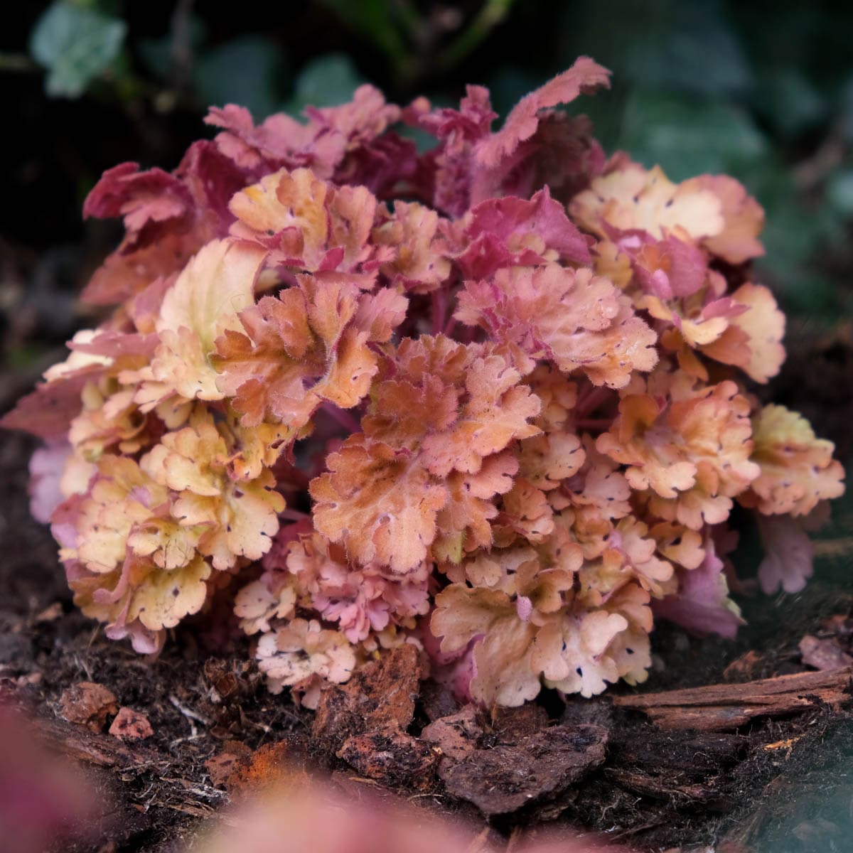 Spring Hill Nurseries 83423 White Sunrise Coral Bells Perennial Plant in 1-Pack Bareroot