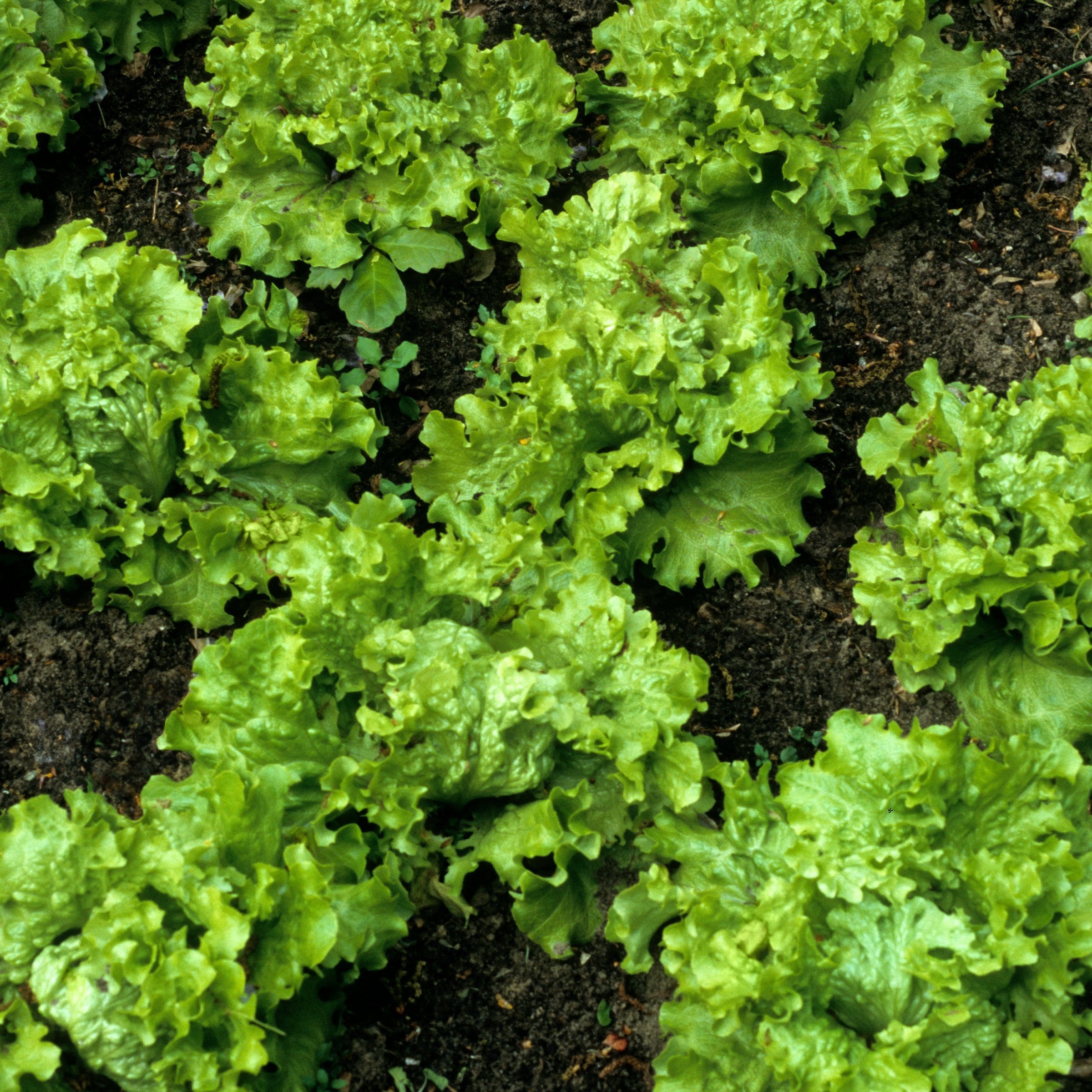 National Plant Network LW2246 Vegetable-Plants - View #3