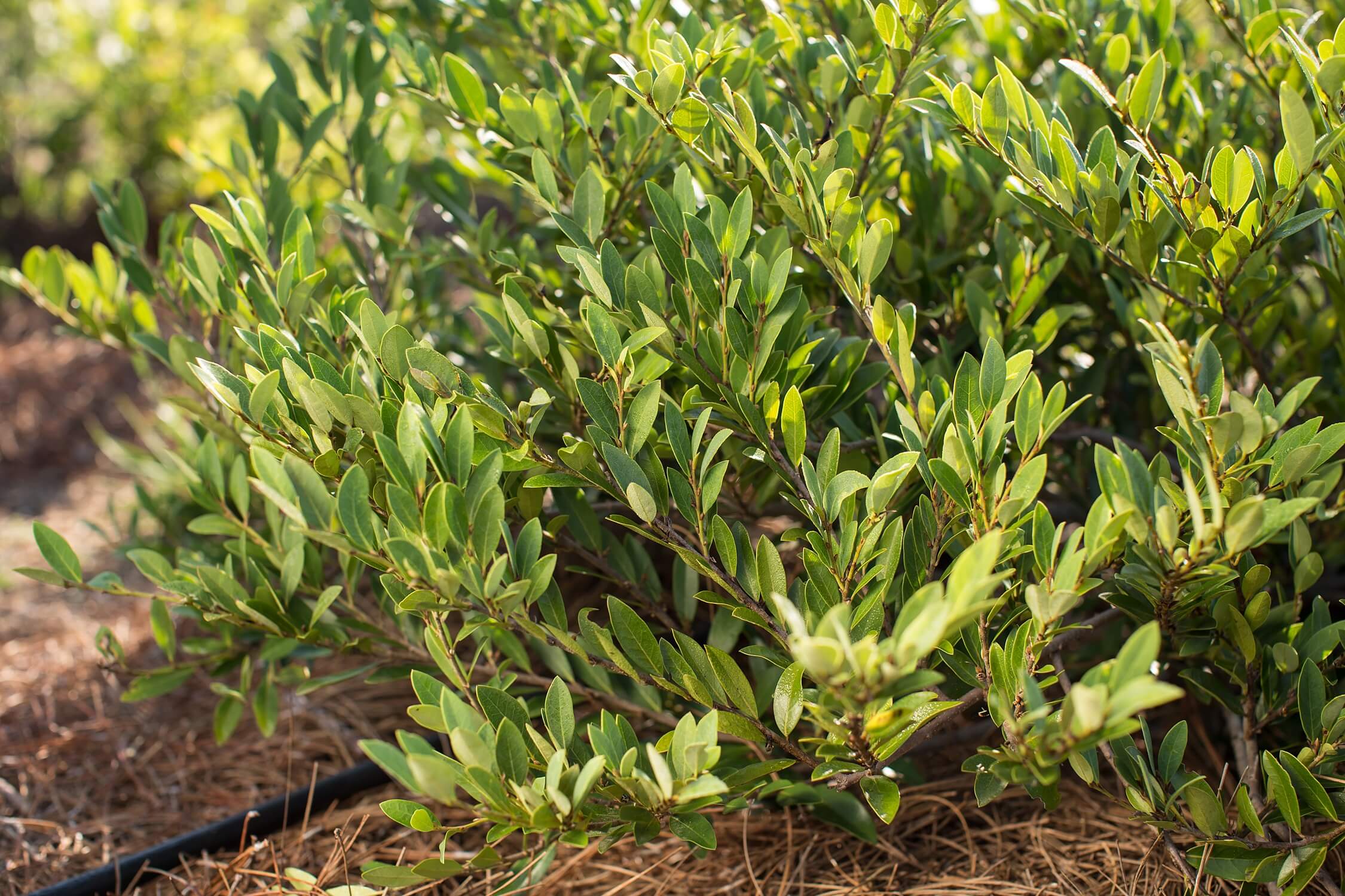 First Editions 13613-1 shrubs - View #2