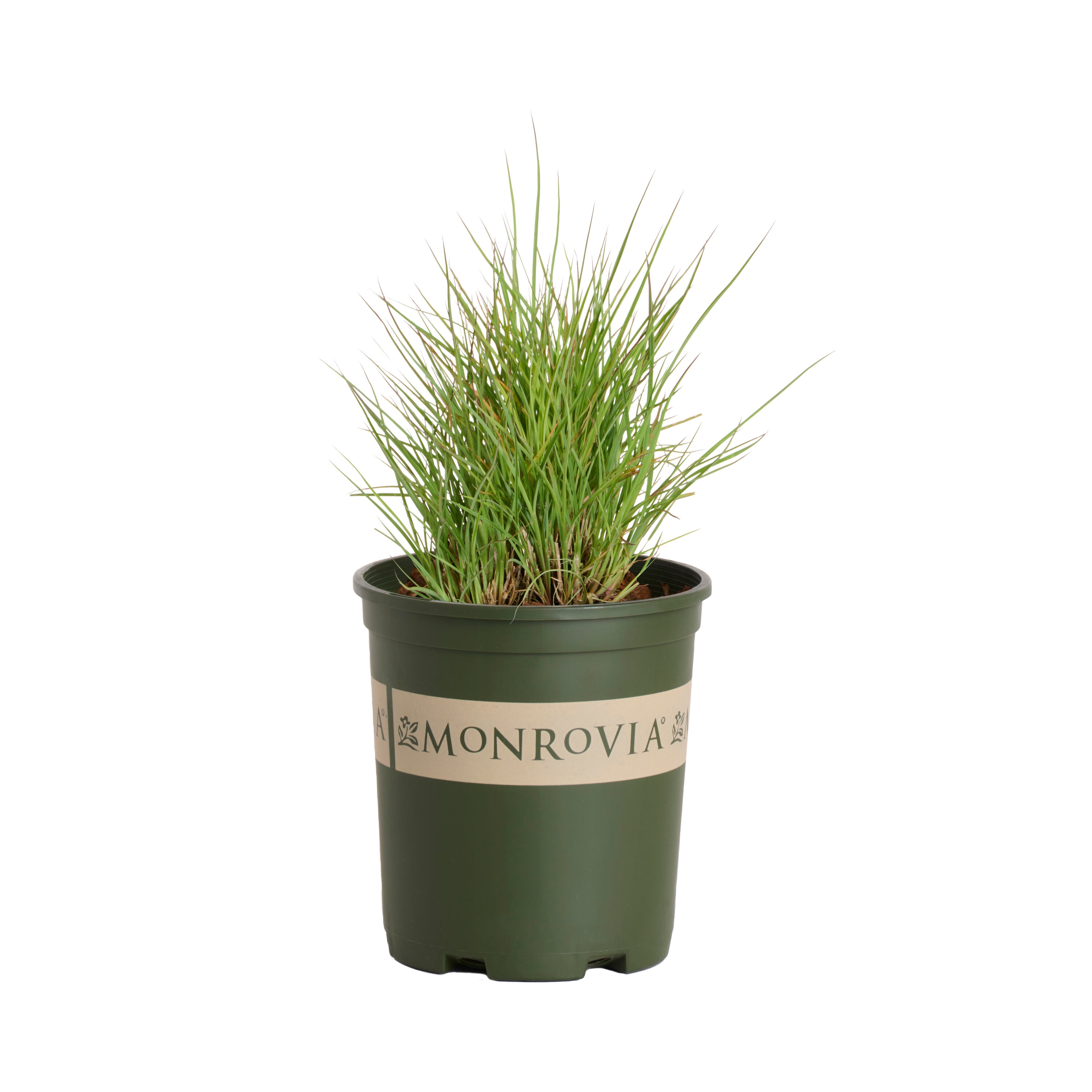 Monrovia - 2.6 -Quart Purple Little Bluestem Jazz 1 -Pack - Low Maintenance