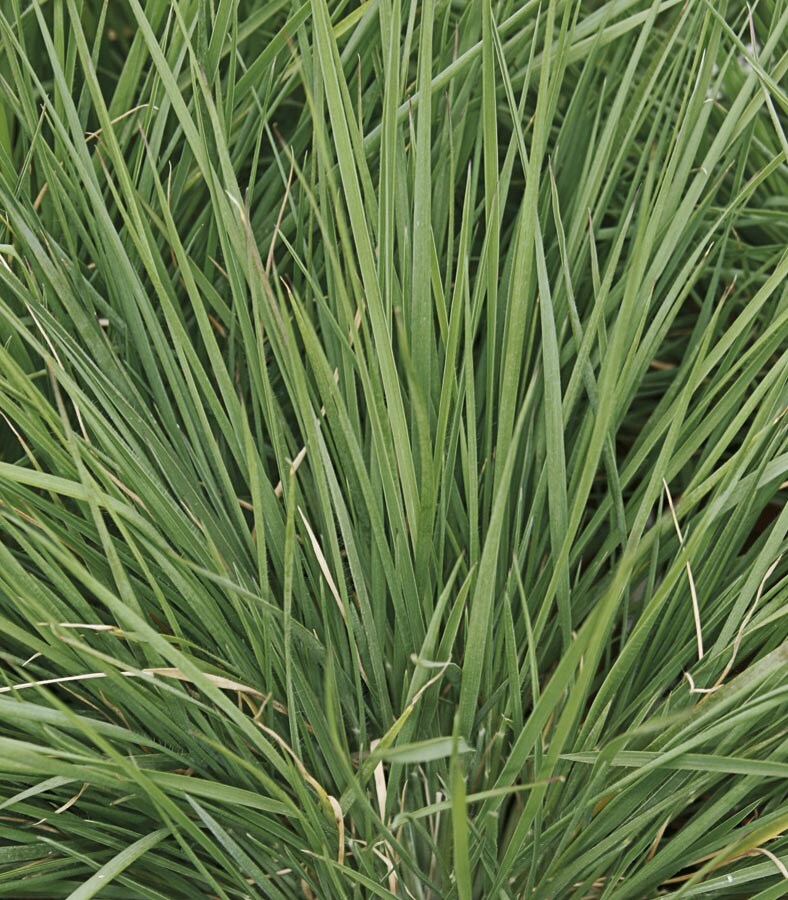 Lowe's 443079 Savannah Ruby Grass in