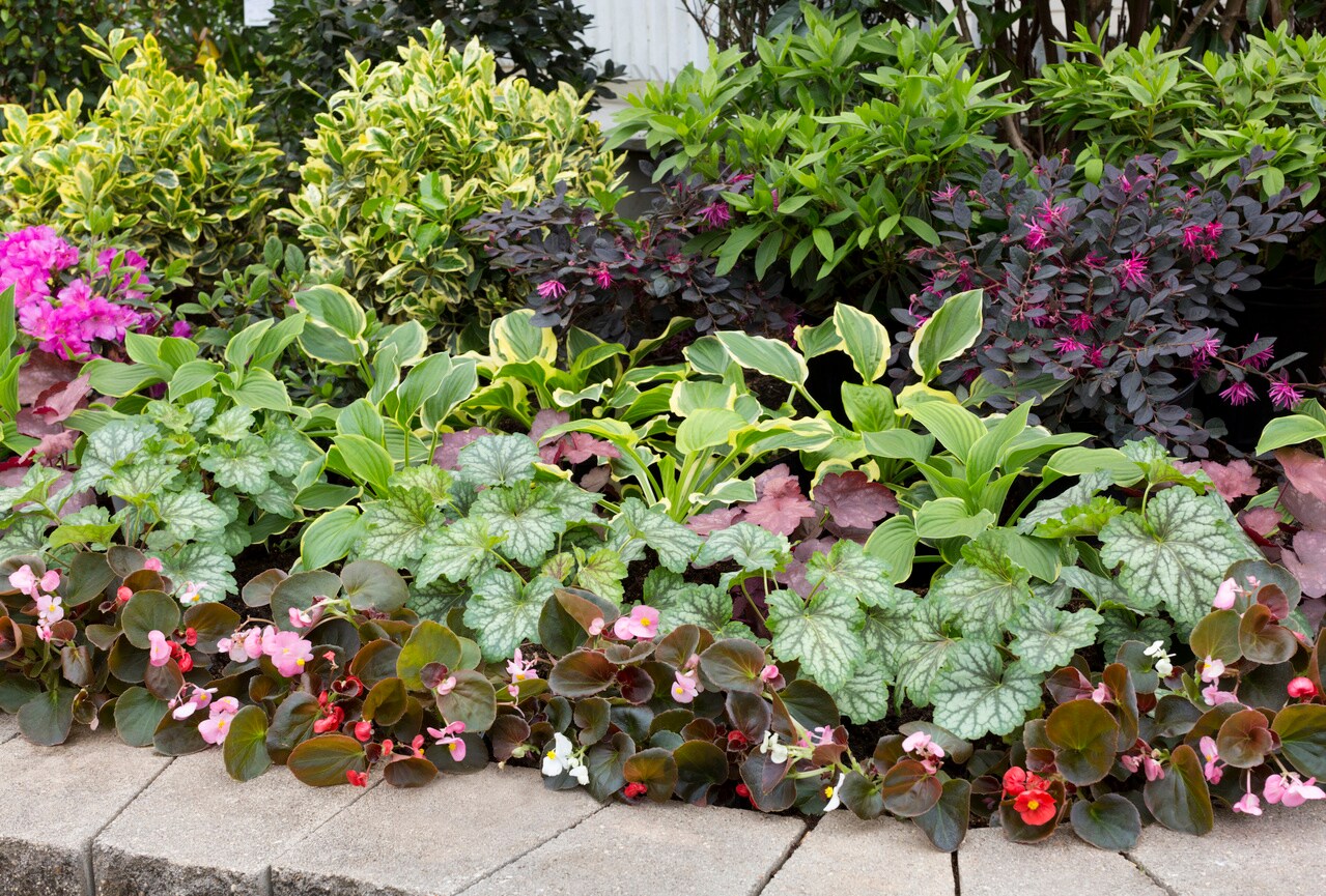 Monrovia 4986 annuals - View #4