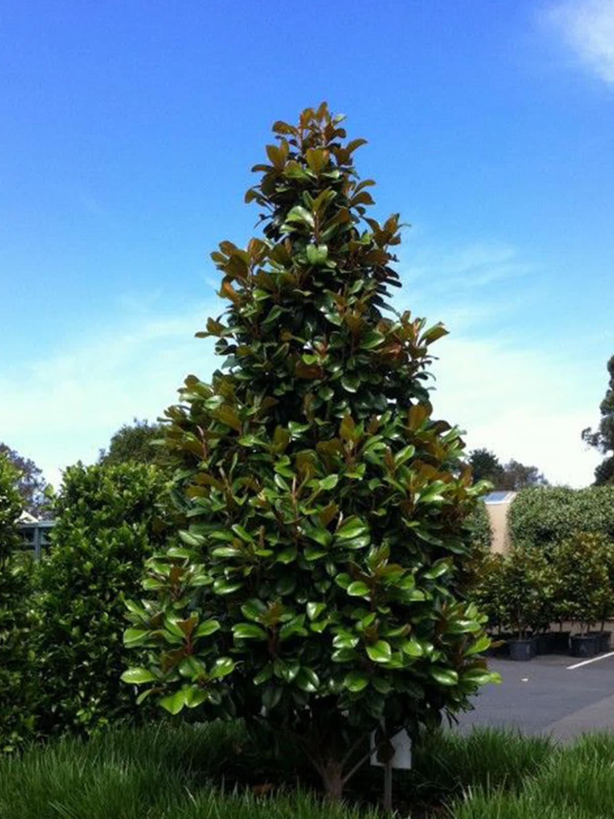 Southern Planters MAGTED03G trees - View #4