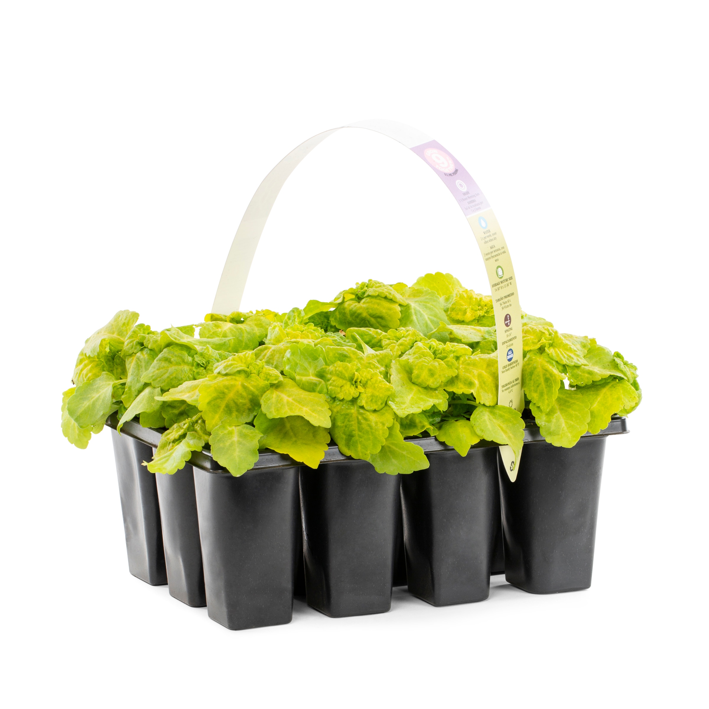 Lowe's 421920 annuals - View #7