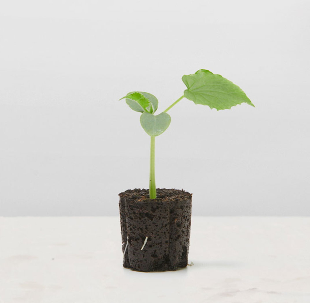 Lettuce Grow SO-SV-6-7174353 Vegetable-Plants - View #2