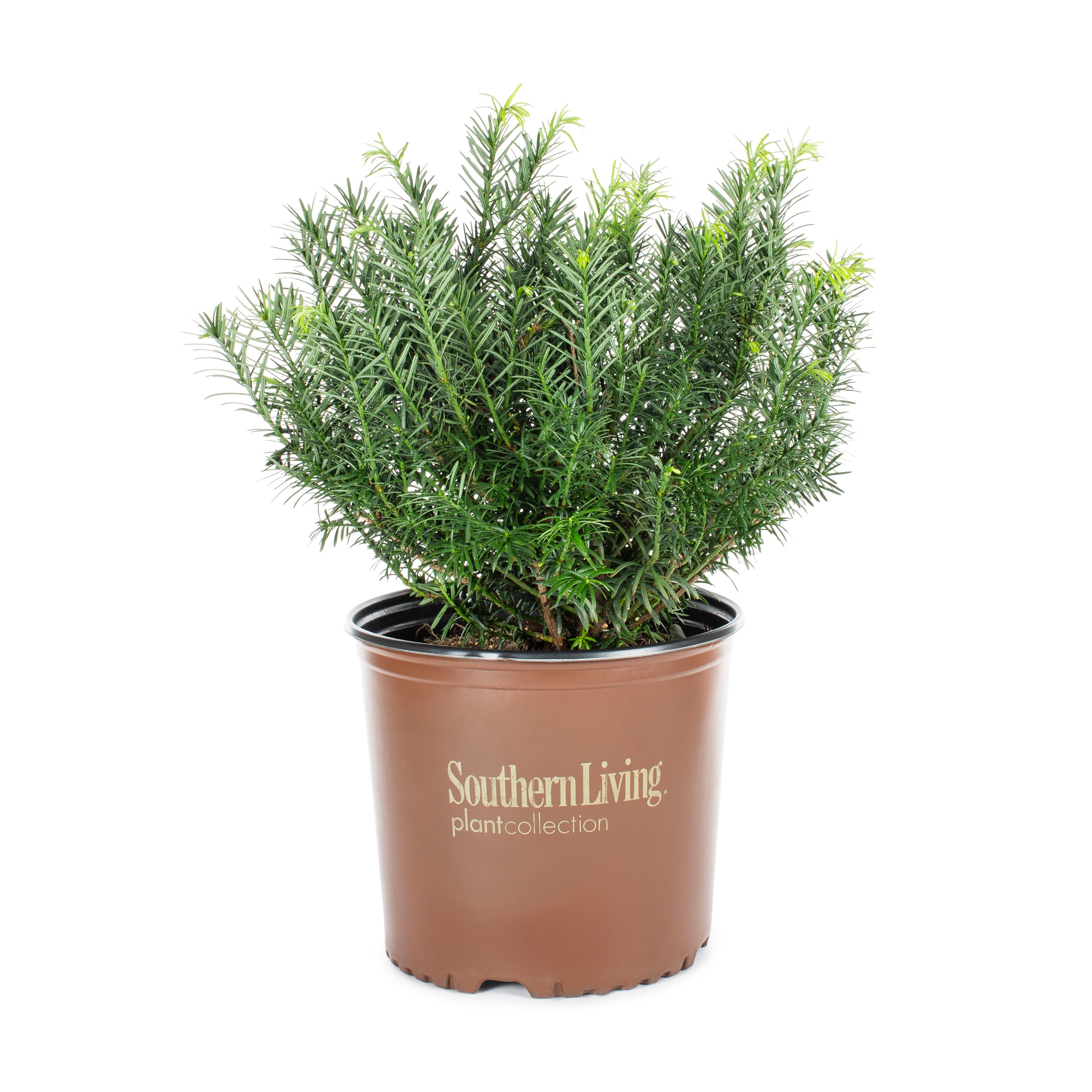 Deer Resistant Yewtopia® Plum Yew Plants, Bulbs & Seeds at Lowes.com